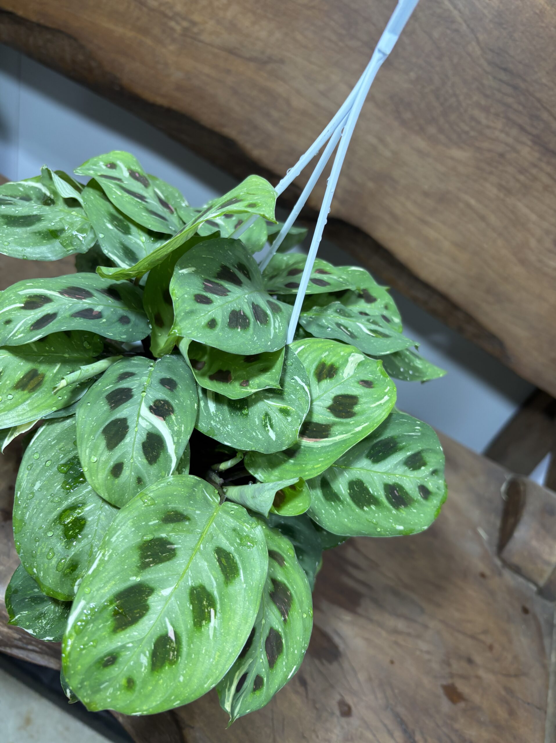 マランタ・レウコネウラケルコベアーナ　ビカラー　斑入り - 画像 (6)