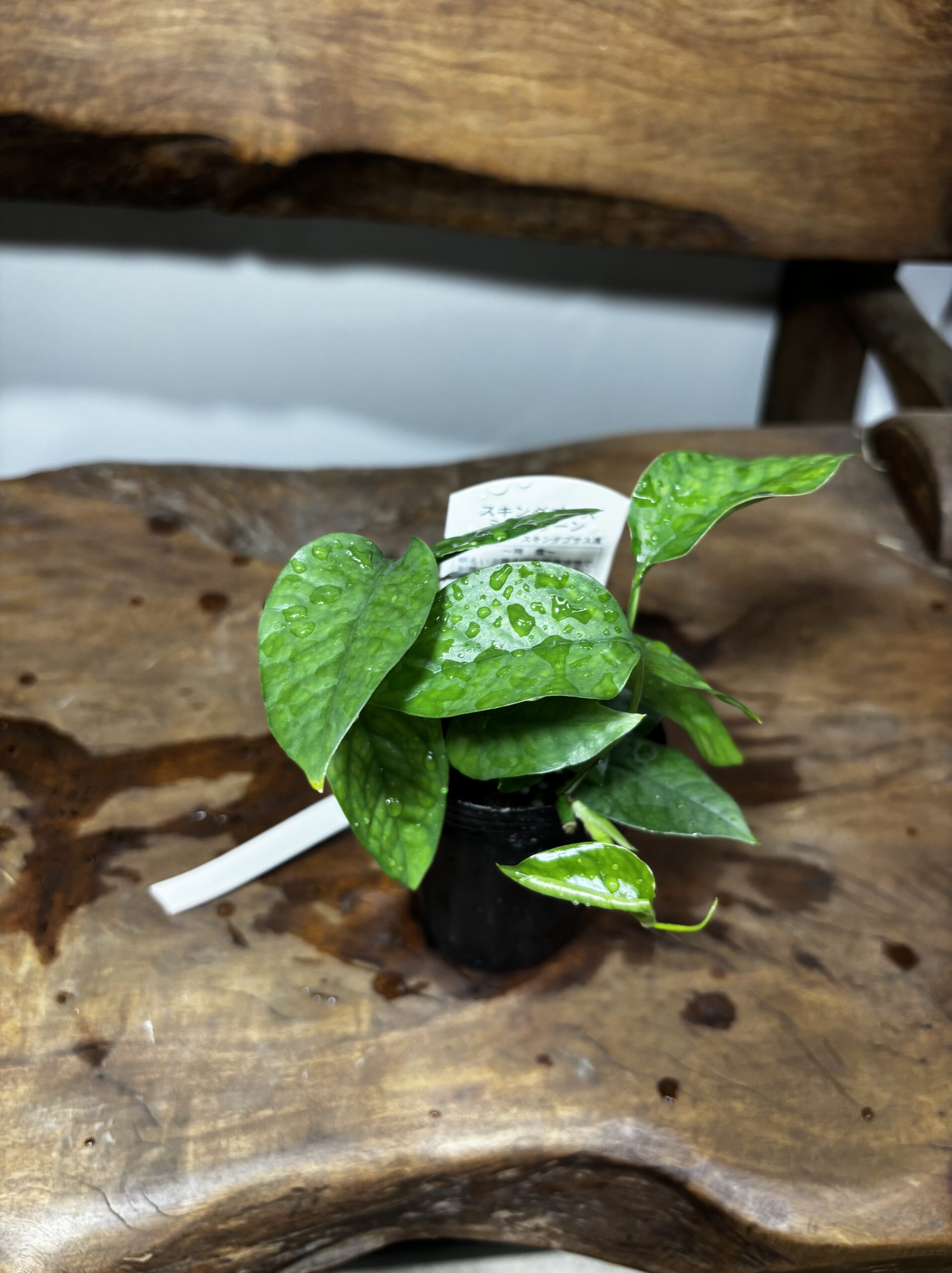 スキンダプサス・ミニグリーン - 画像 (3)