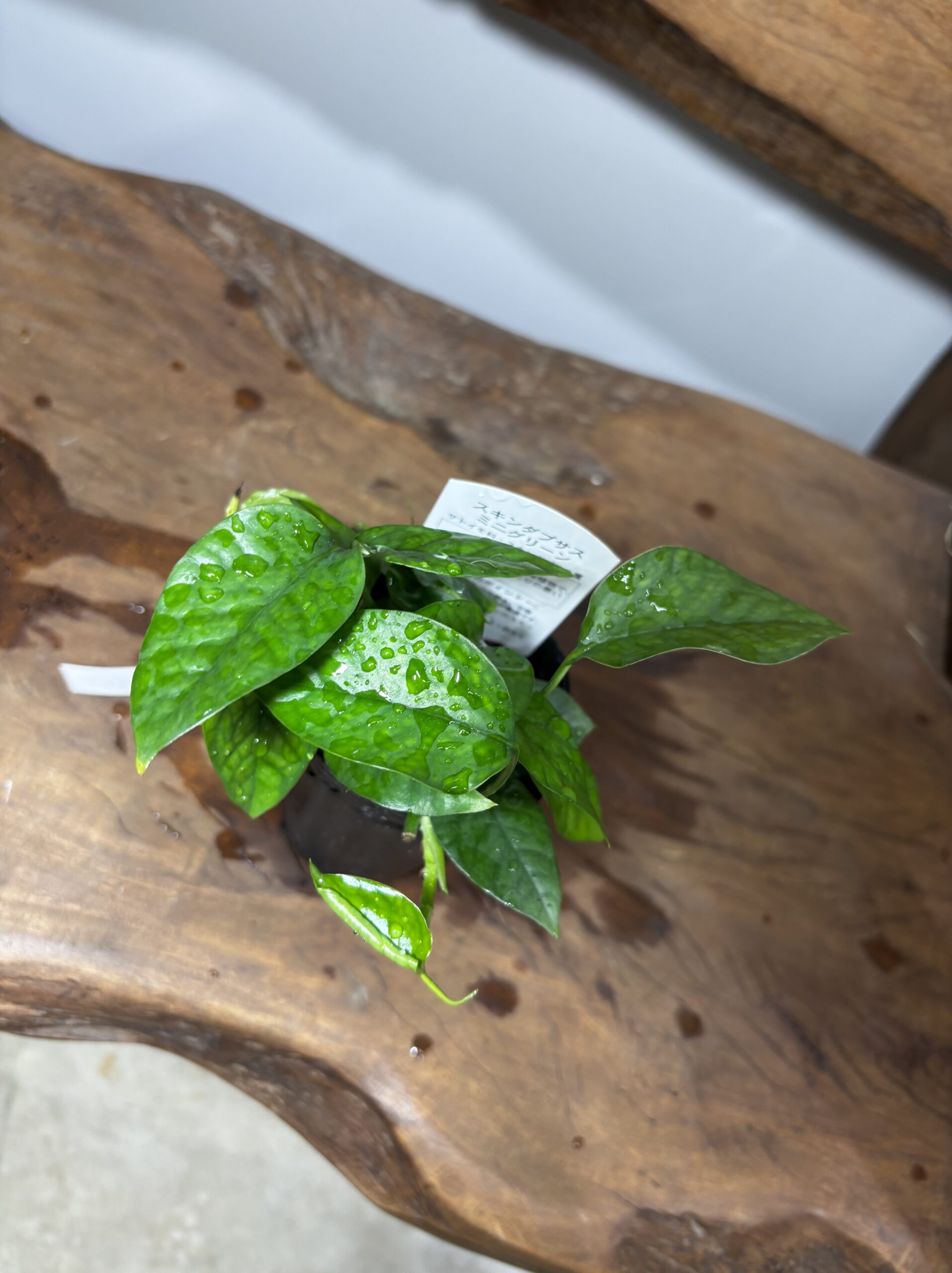 スキンダプサス・ミニグリーン - 画像 (2)