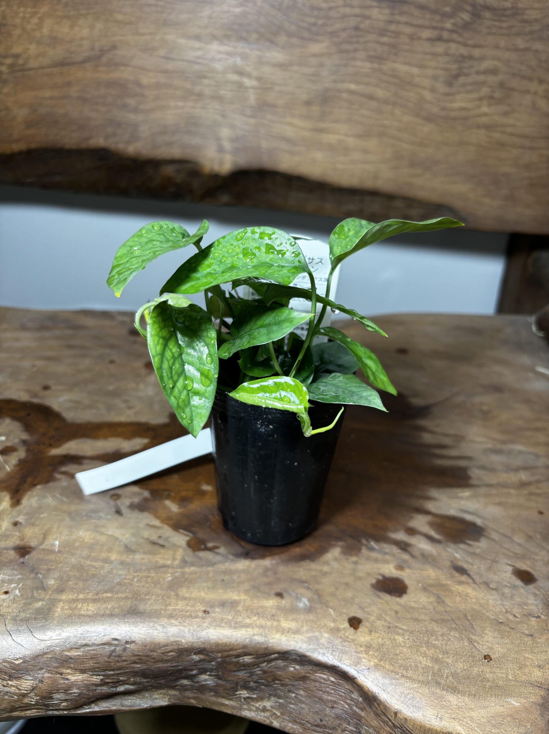 スキンダプサス・ミニグリーン