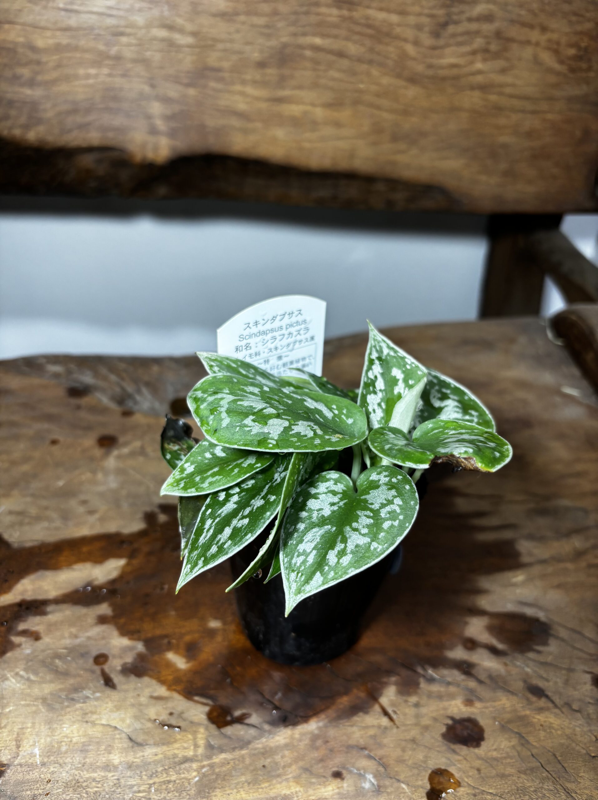 スキンダプサス・アルギレウス - 画像 (2)