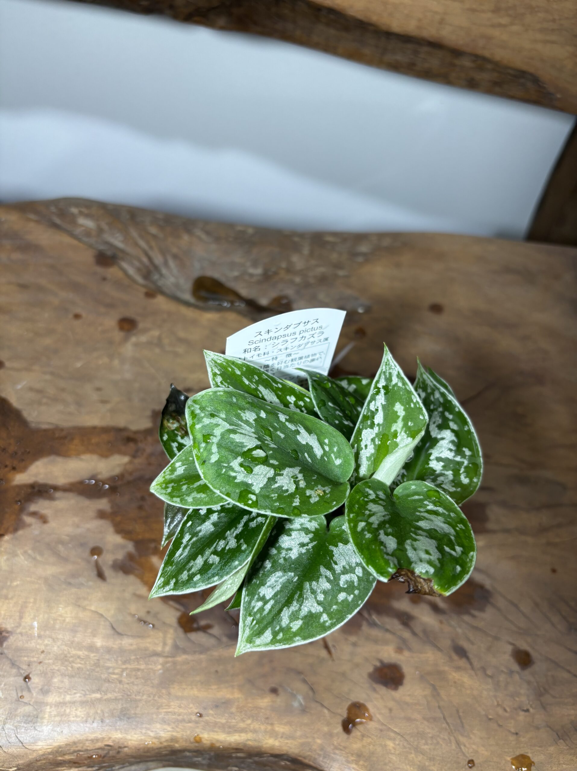 スキンダプサス・アルギレウス