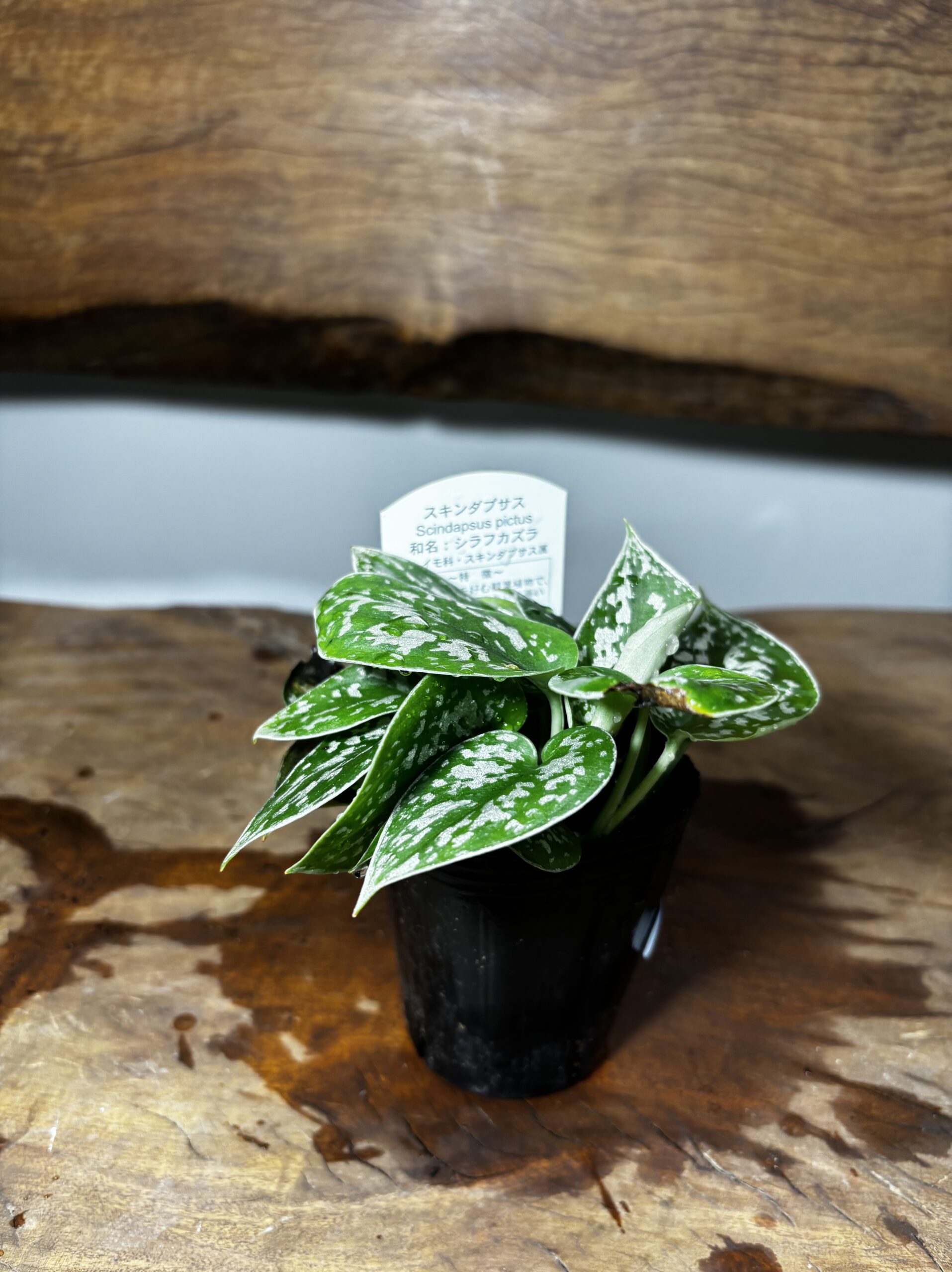 スキンダプサス・アルギレウス - 画像 (3)