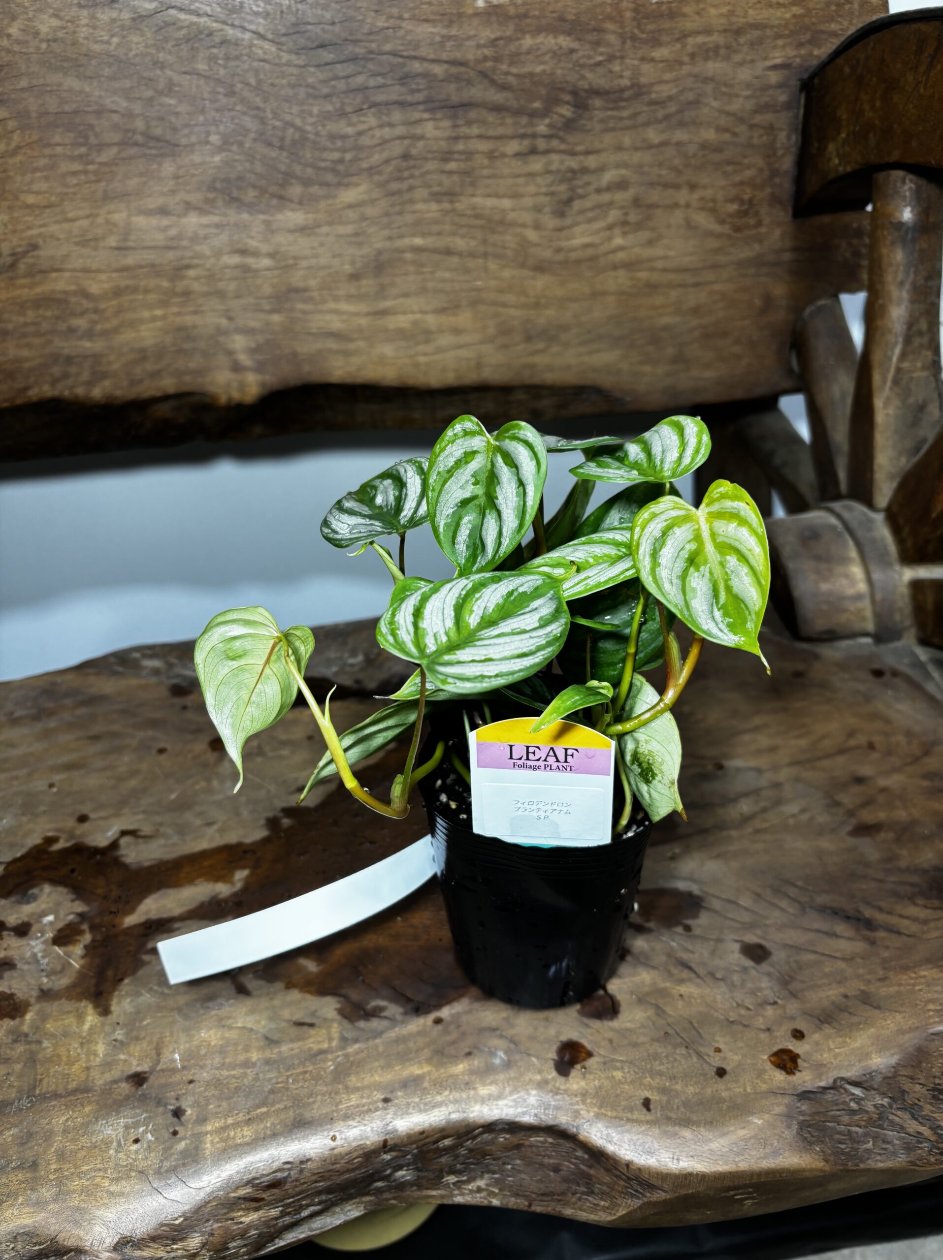 フィロデンドロン・ブランティアナムSP - 画像 (6)