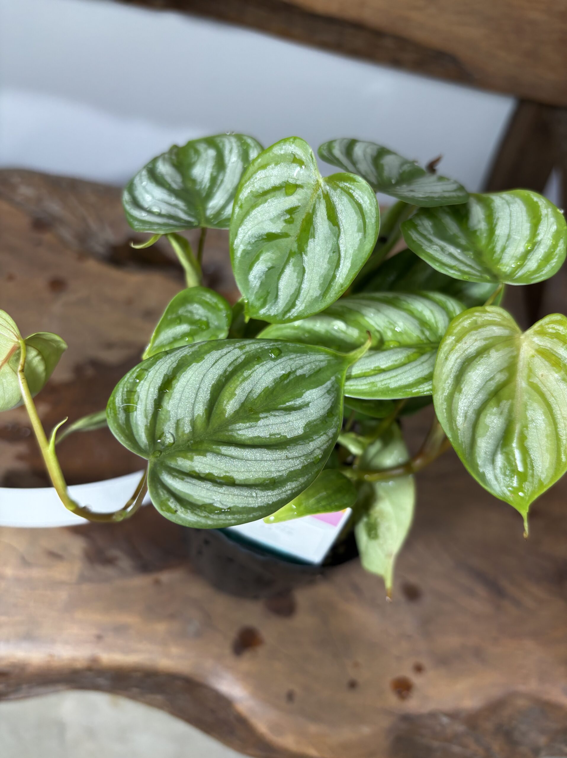 フィロデンドロン・ブランティアナムSP - 画像 (4)