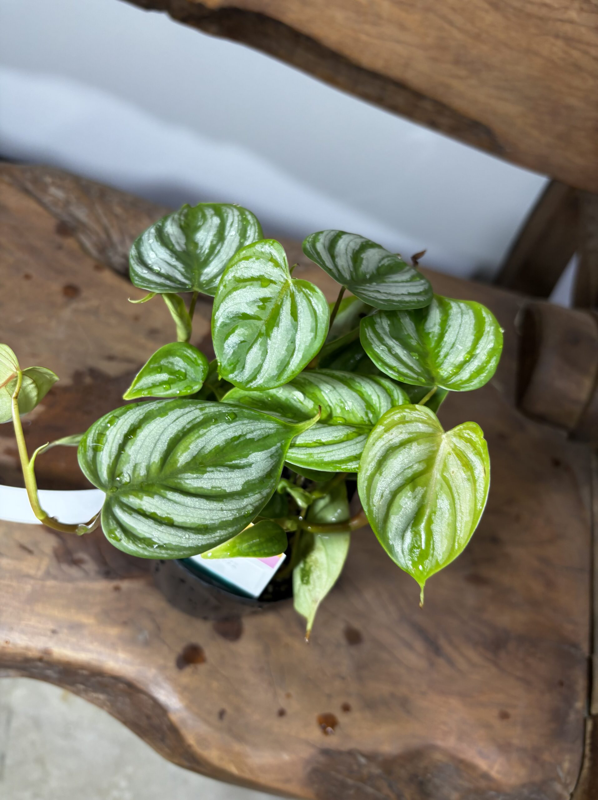 フィロデンドロン・ブランティアナムSP - 画像 (3)