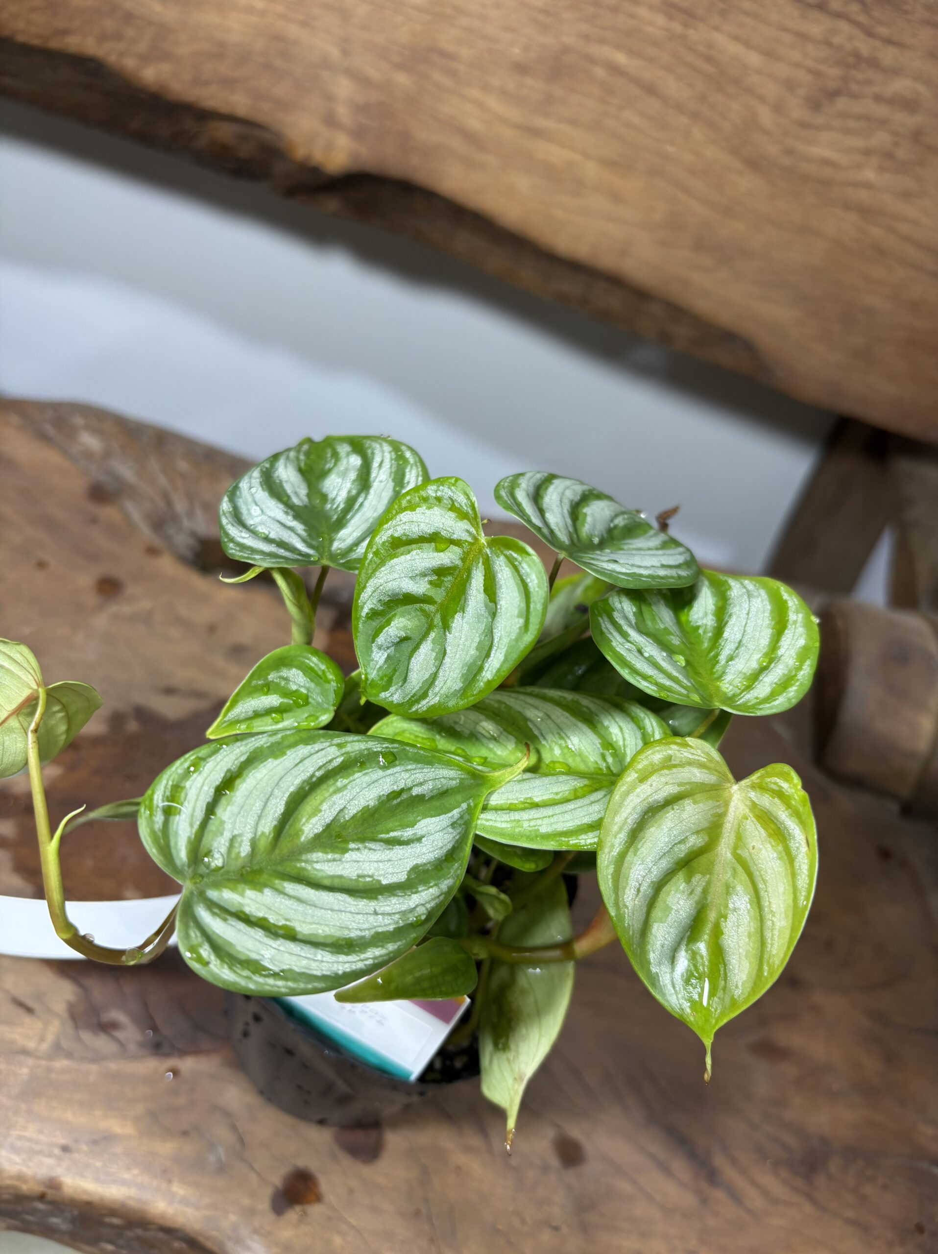 フィロデンドロン・ブランティアナムSP - 画像 (2)