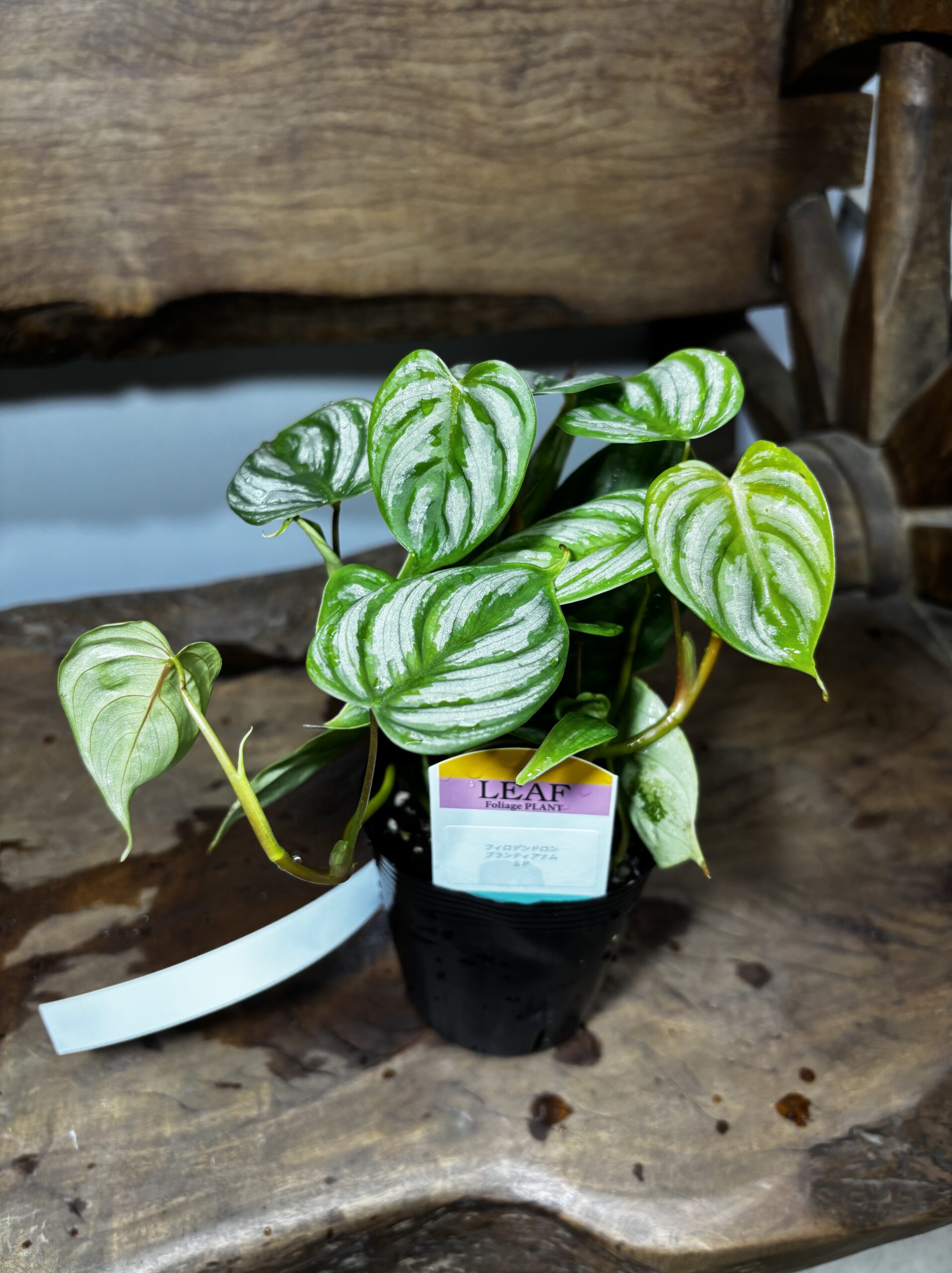 フィロデンドロン・ブランティアナムSP