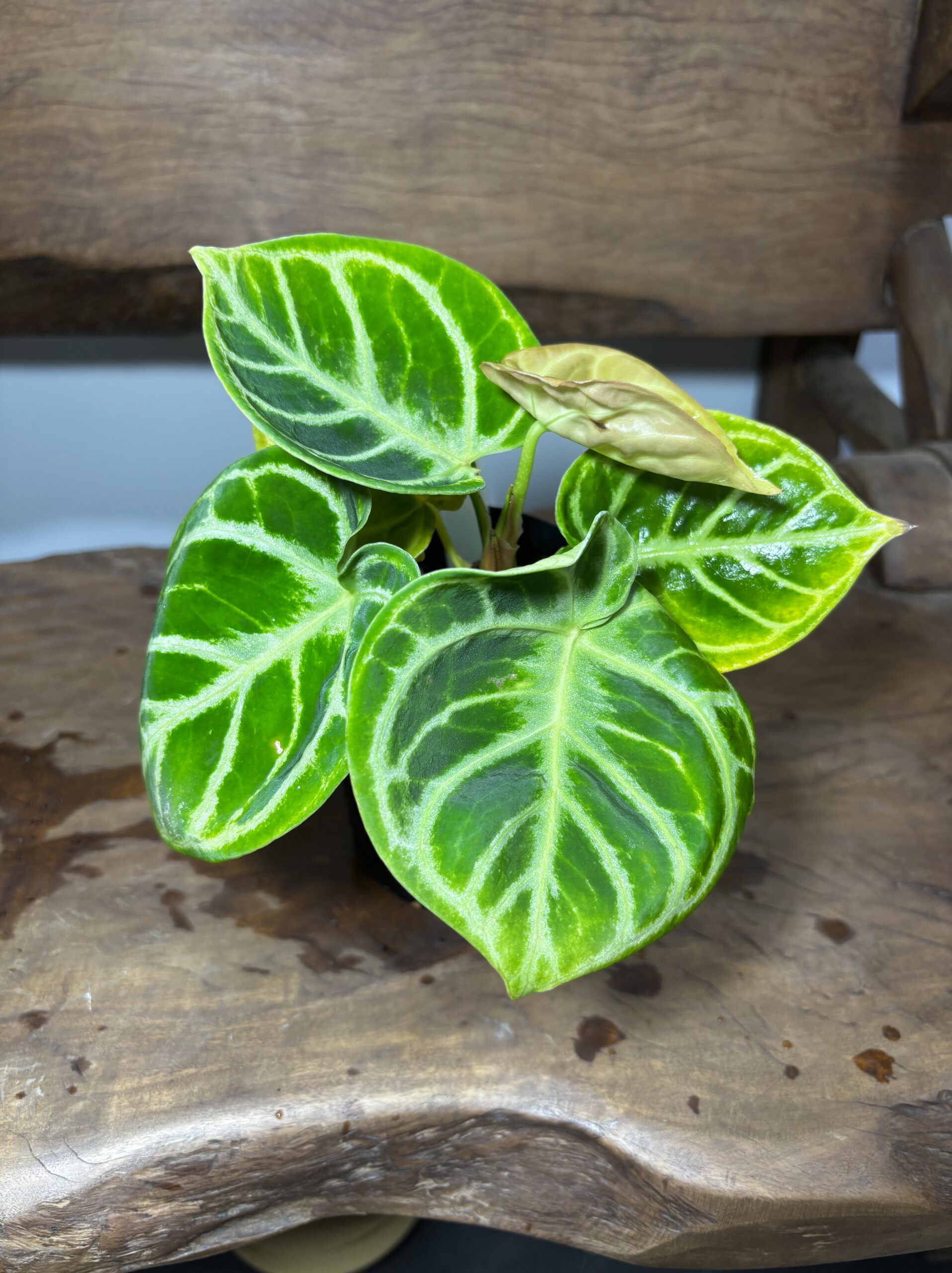 アンスリウム・ドラヤキ