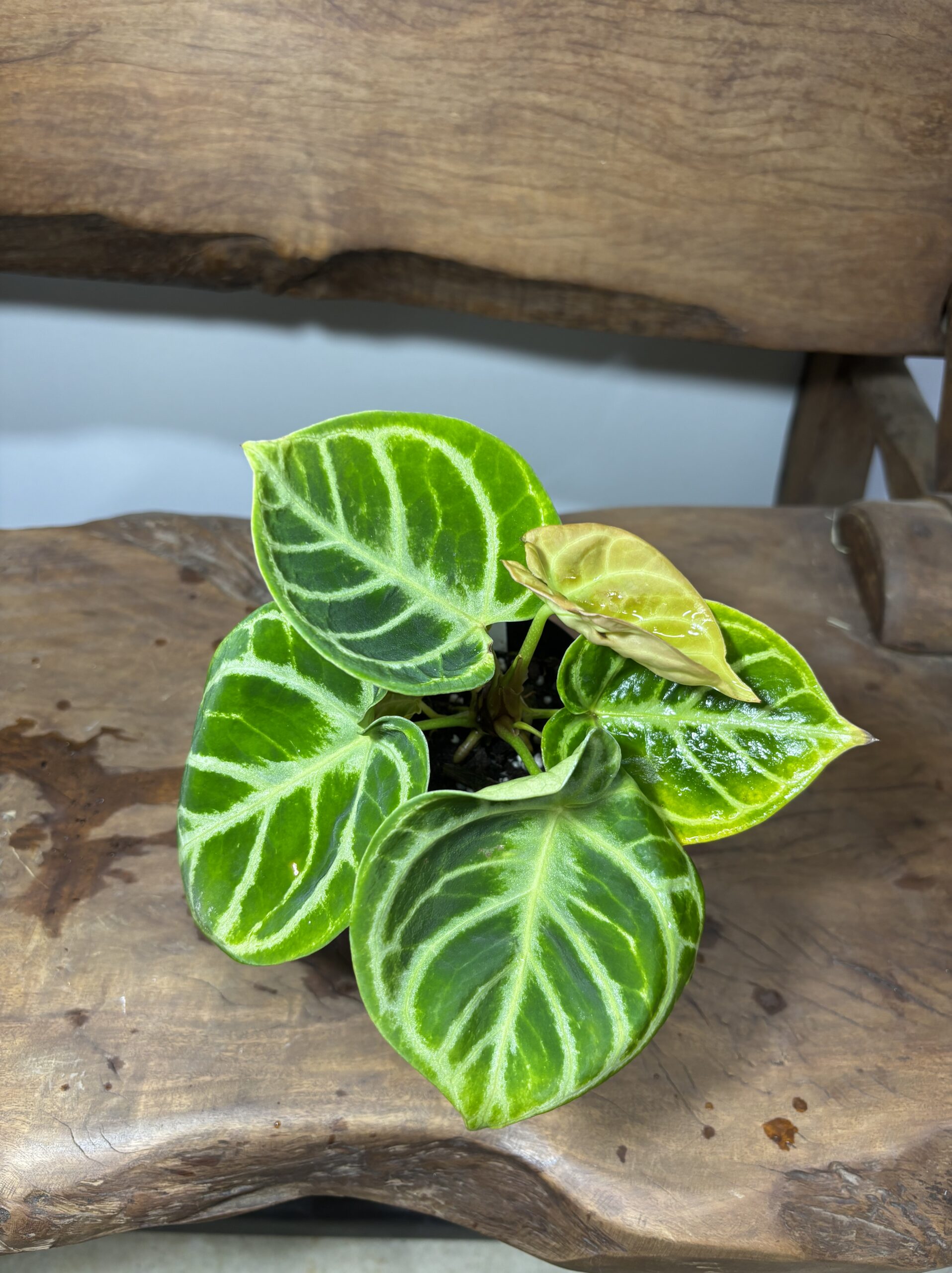 アンスリウム・ドラヤキ - 画像 (2)