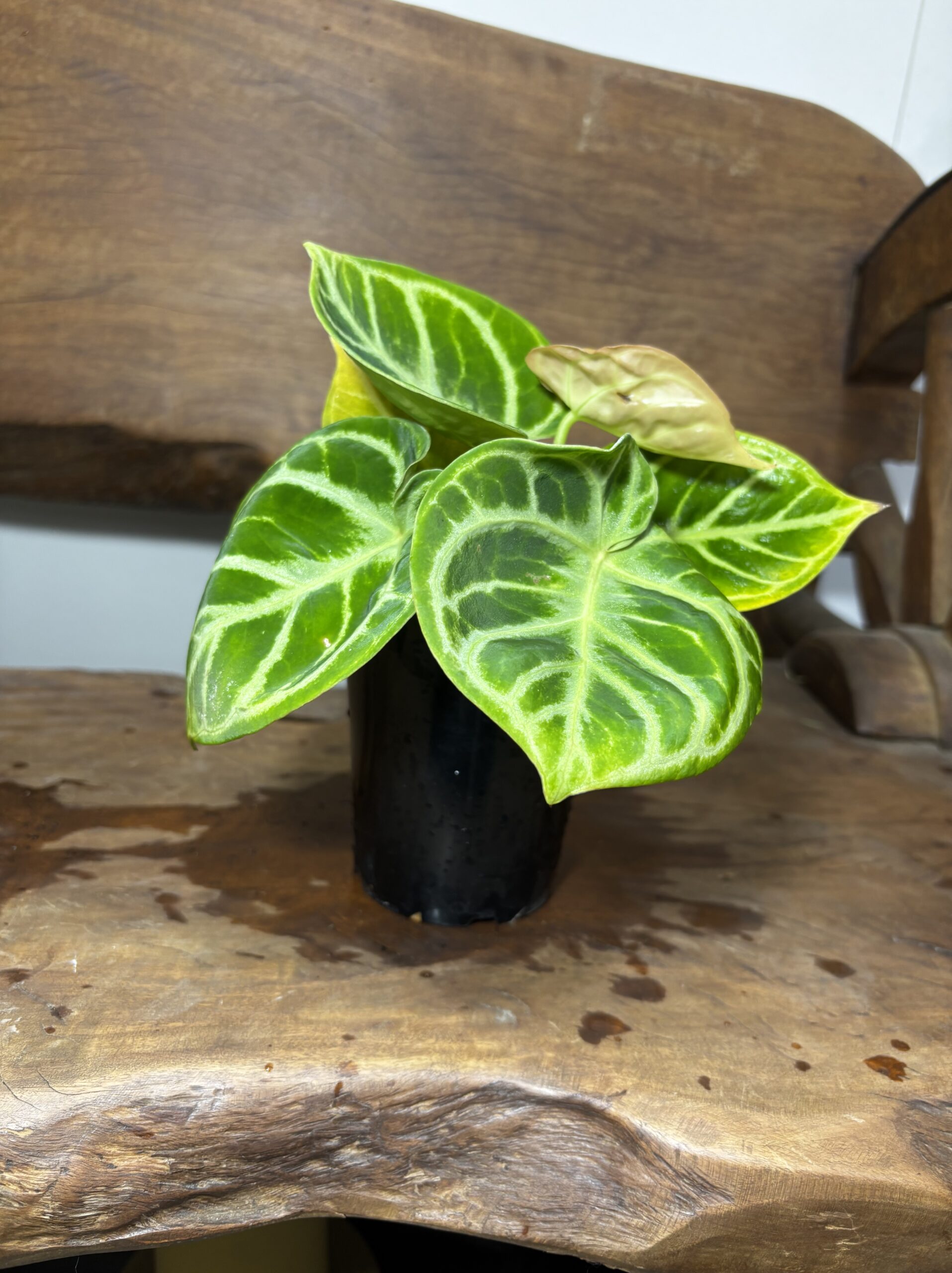 アンスリウム・ドラヤキ - 画像 (3)