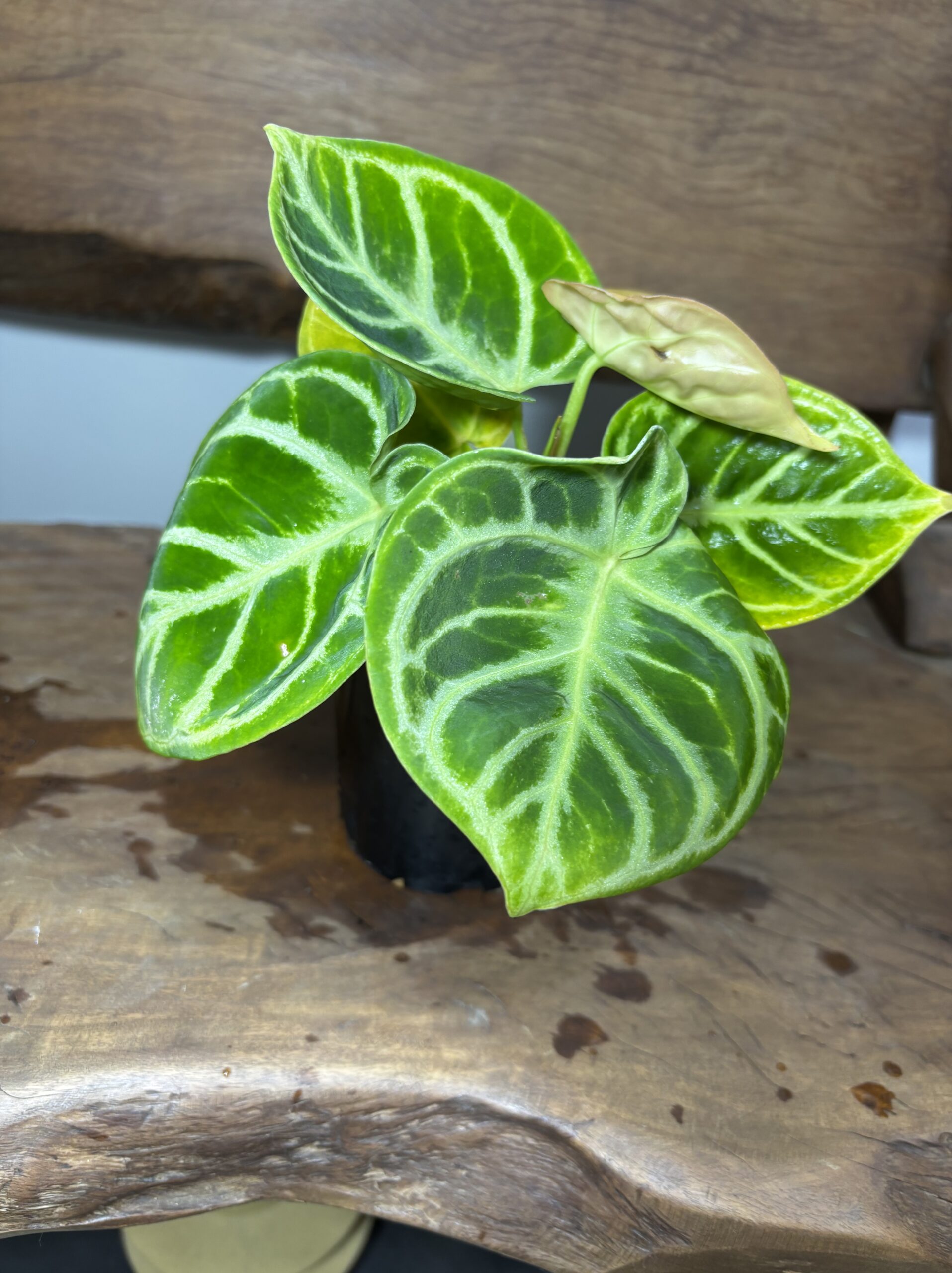 アンスリウム・ドラヤキ - 画像 (4)