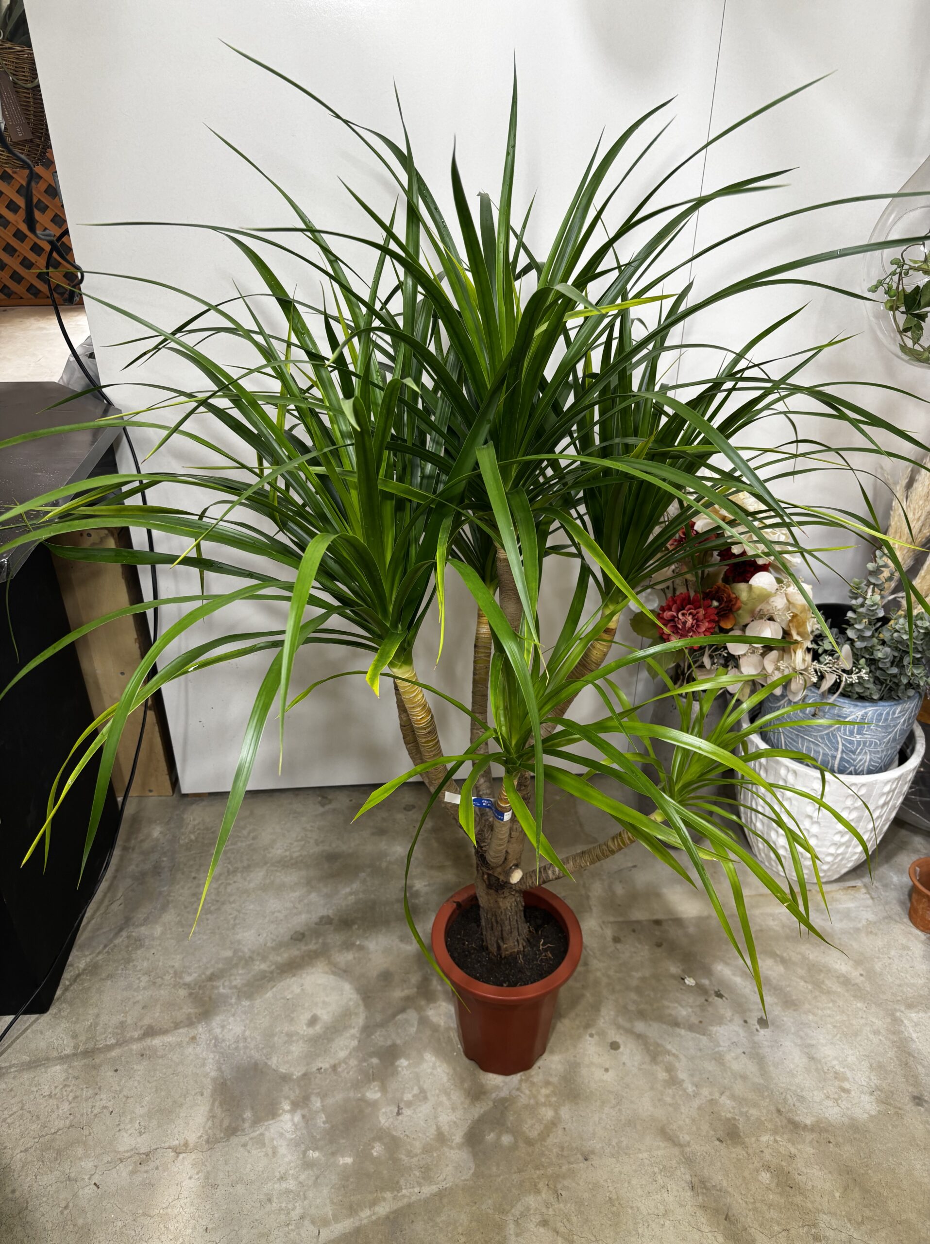 ドラセナ・カンボジアーナ 7号