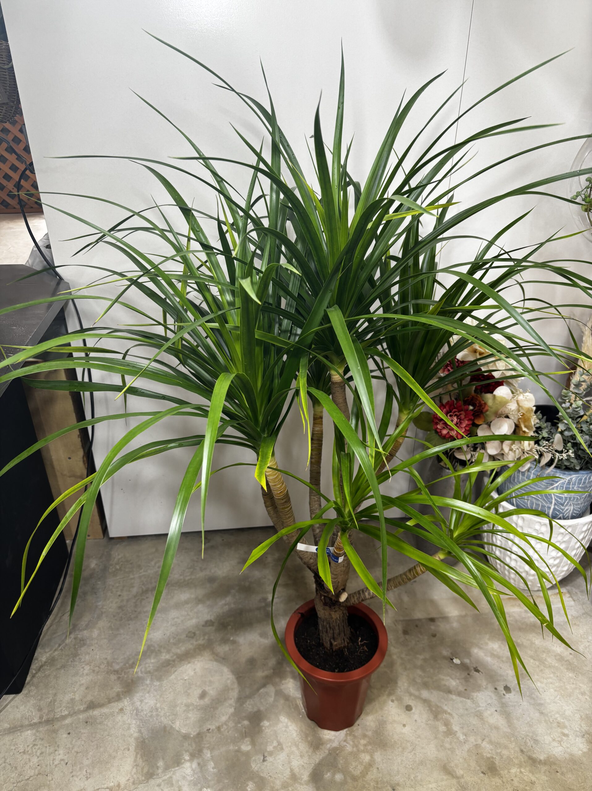 ドラセナ・カンボジアーナ　７号 - 画像 (2)