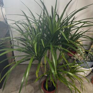 ドラセナ・カンボジアーナ 7号 | Plants Shop Big Smile 通販