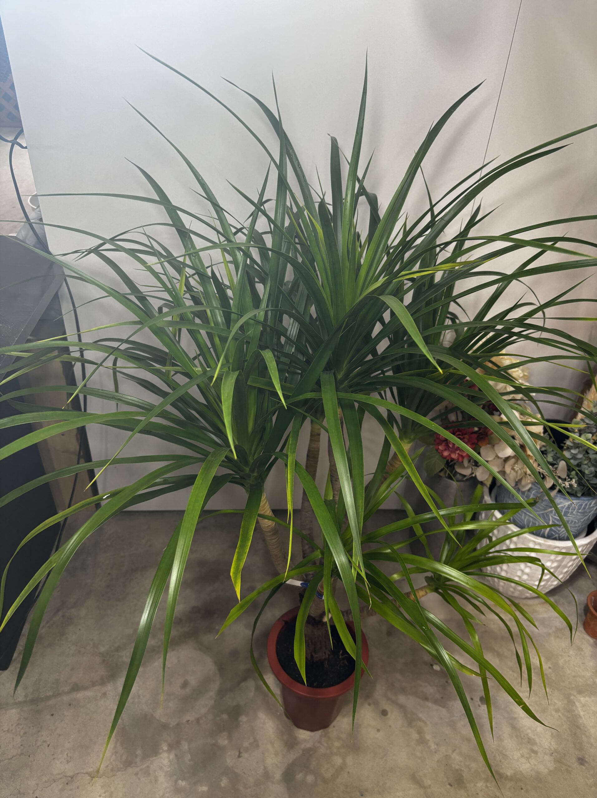 ドラセナ・カンボジアーナ　７号 - 画像 (3)