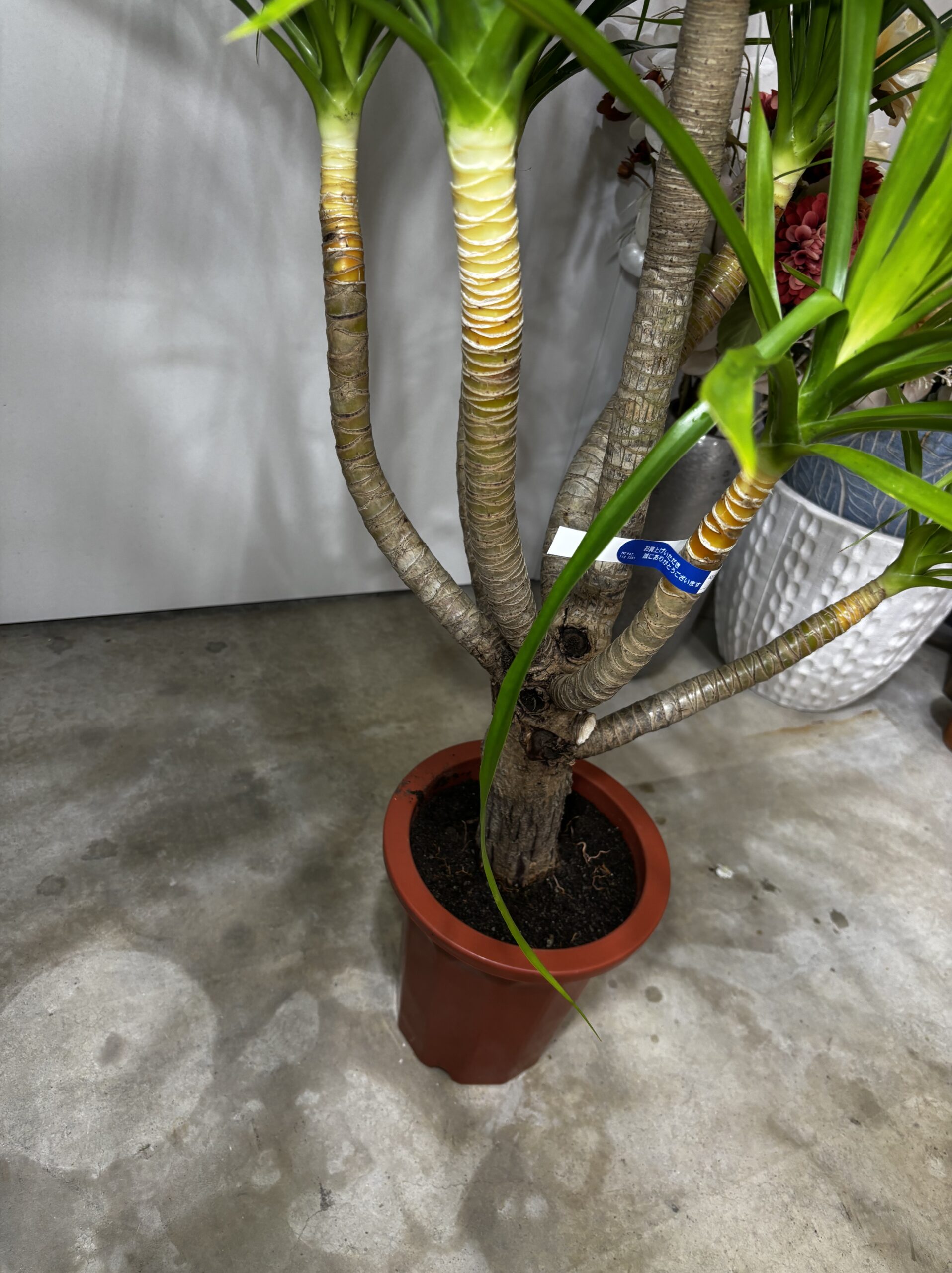 ドラセナ・カンボジアーナ　７号 - 画像 (4)