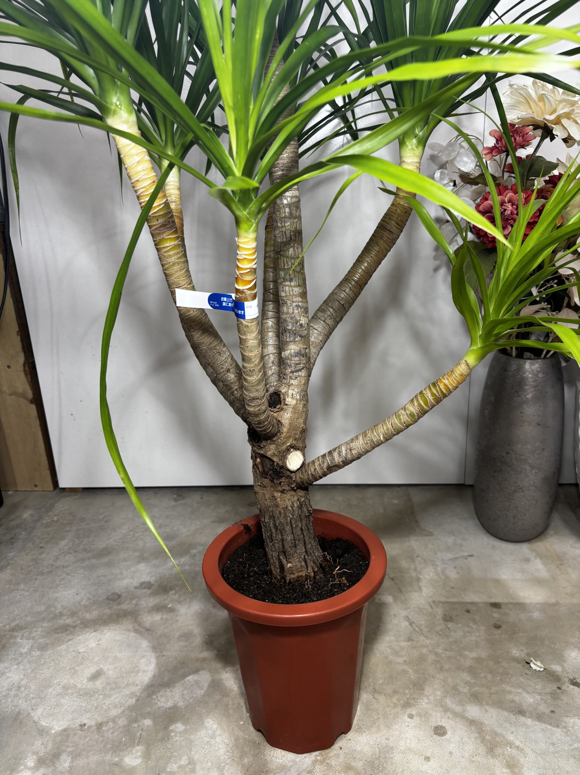 ドラセナ・カンボジアーナ　７号 - 画像 (5)