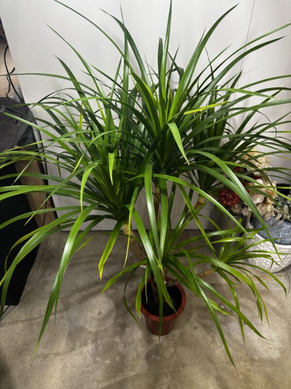 ドラセナ・カンボジアーナ 7号 | Plants Shop Big Smile 通販