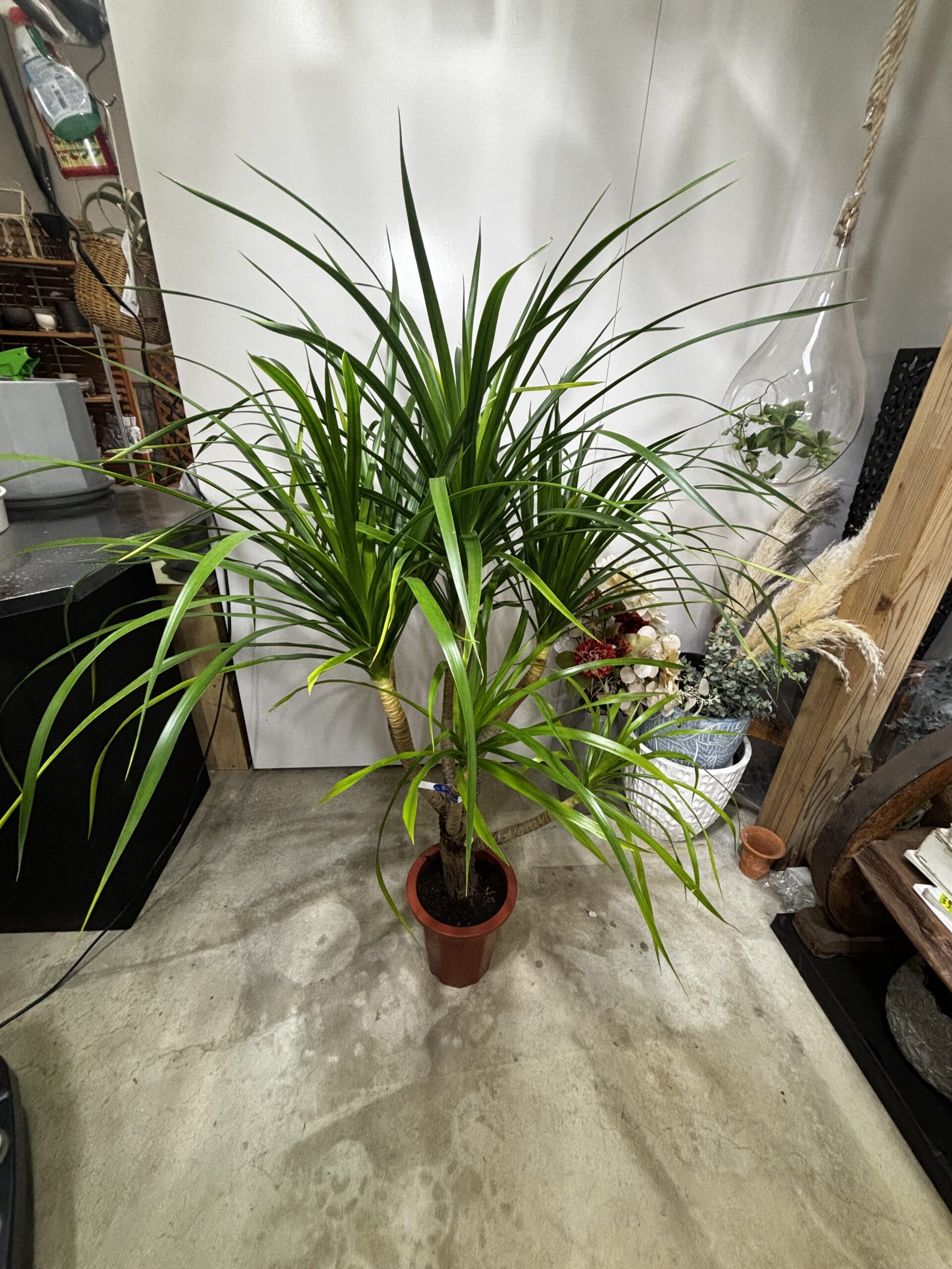 ドラセナ・カンボジアーナ　７号 - 画像 (7)