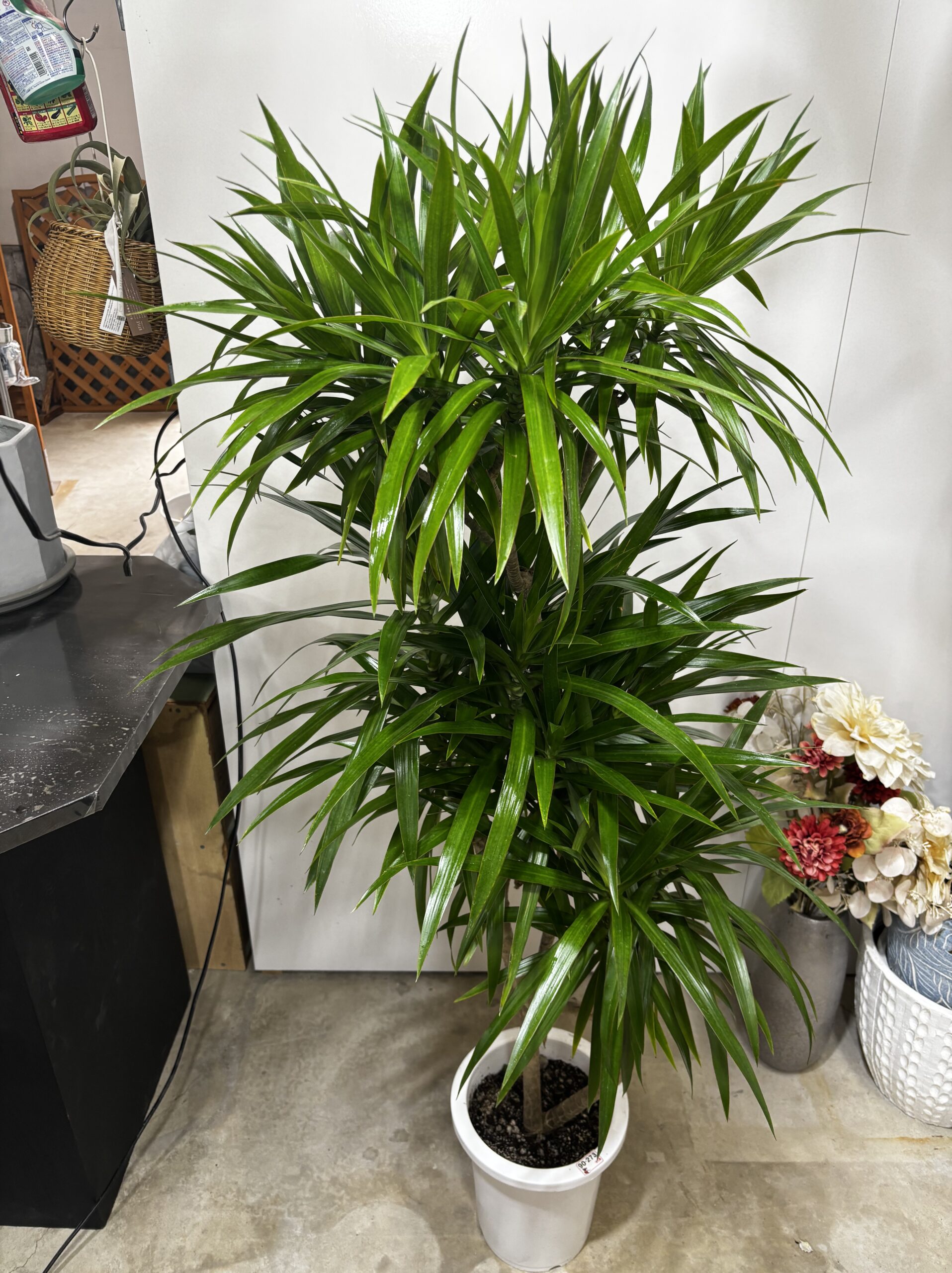 ドラセナ・ナビー 8号