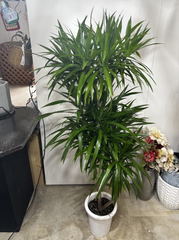 ドラセナ・ナビー 8号/9号 | Plants Shop Big Smile 通販