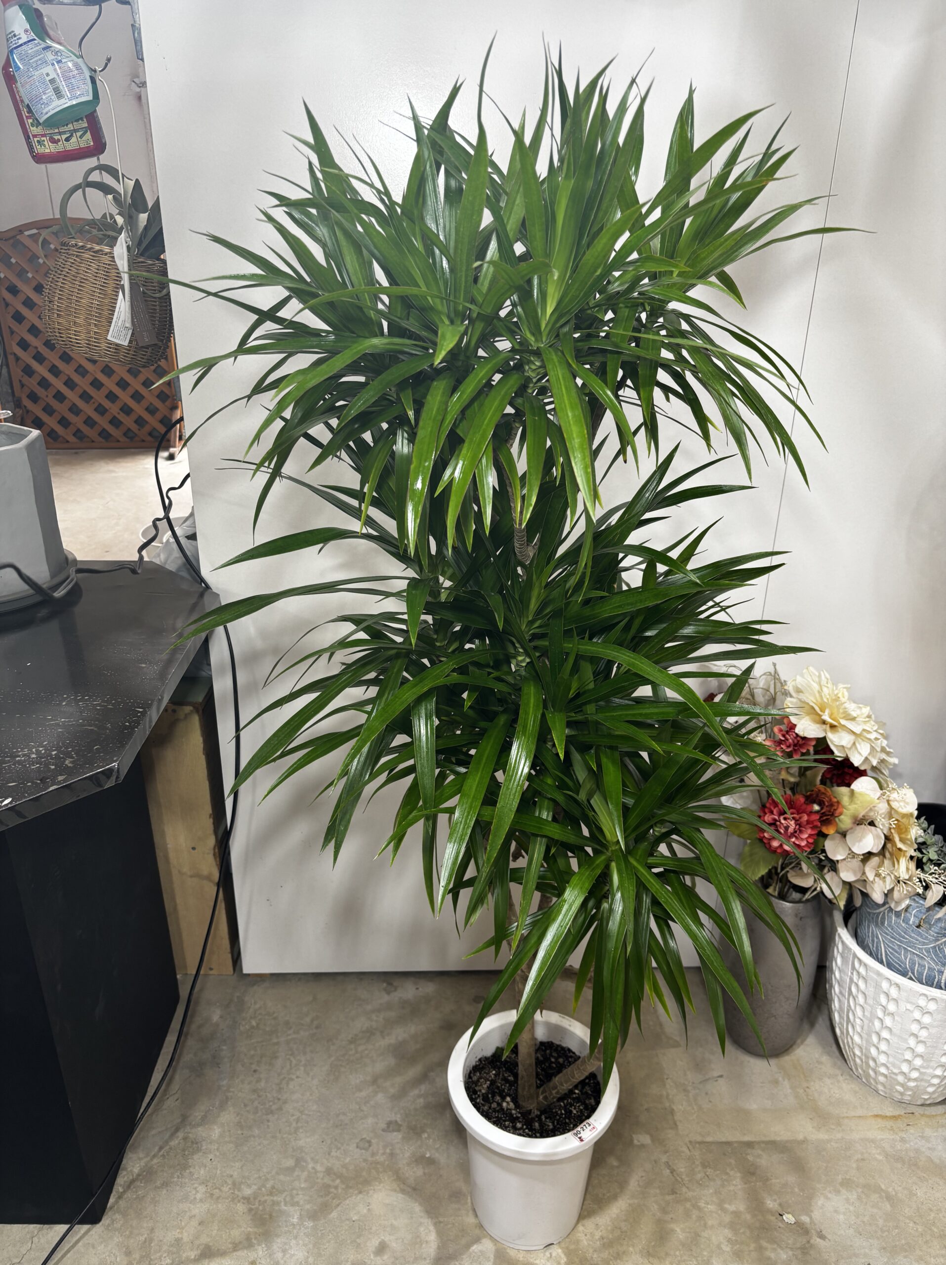 ドラセナ・ナビー 8号 - 画像 (2)