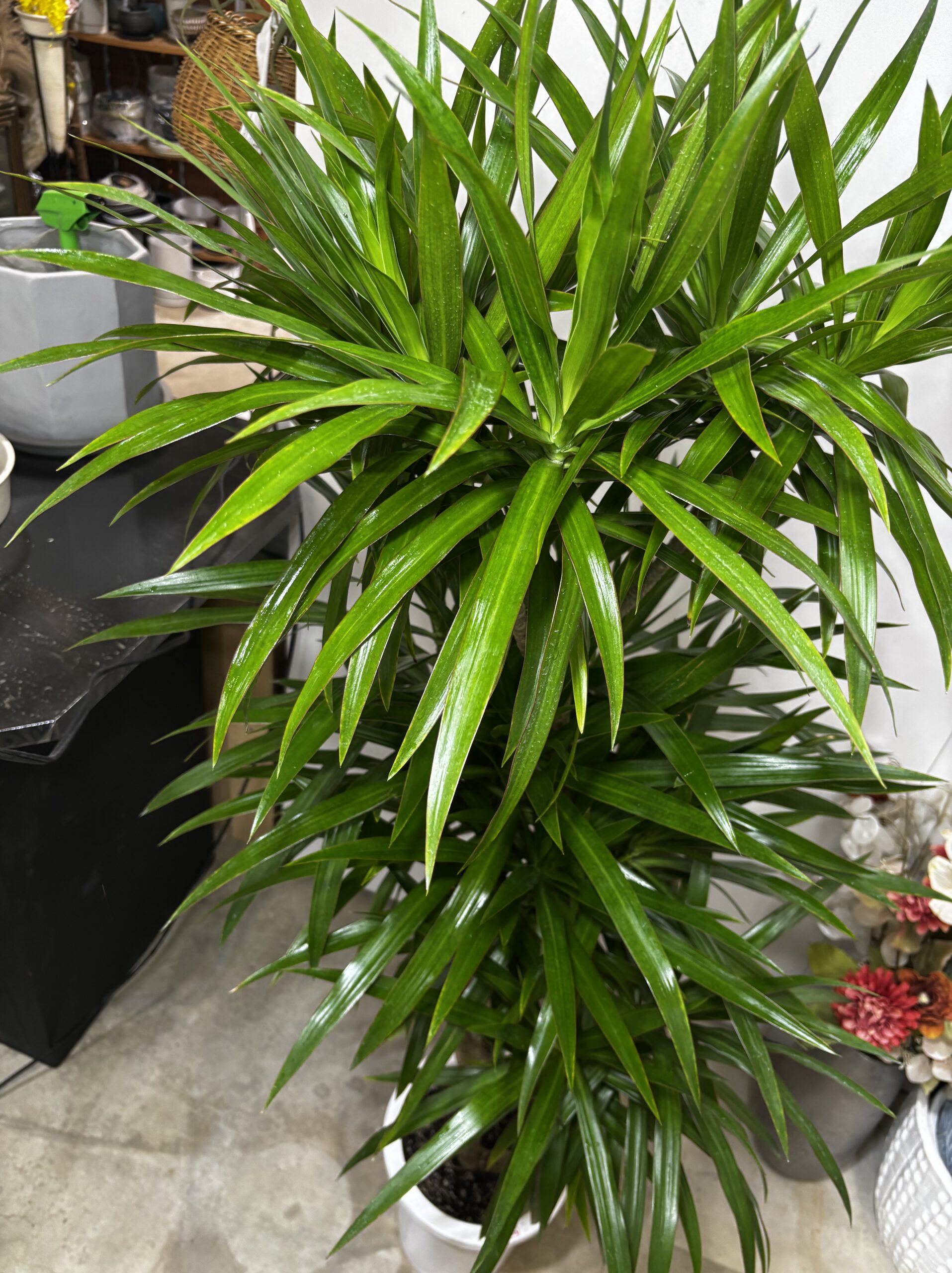 ドラセナ・ナビー 8号 - 画像 (3)
