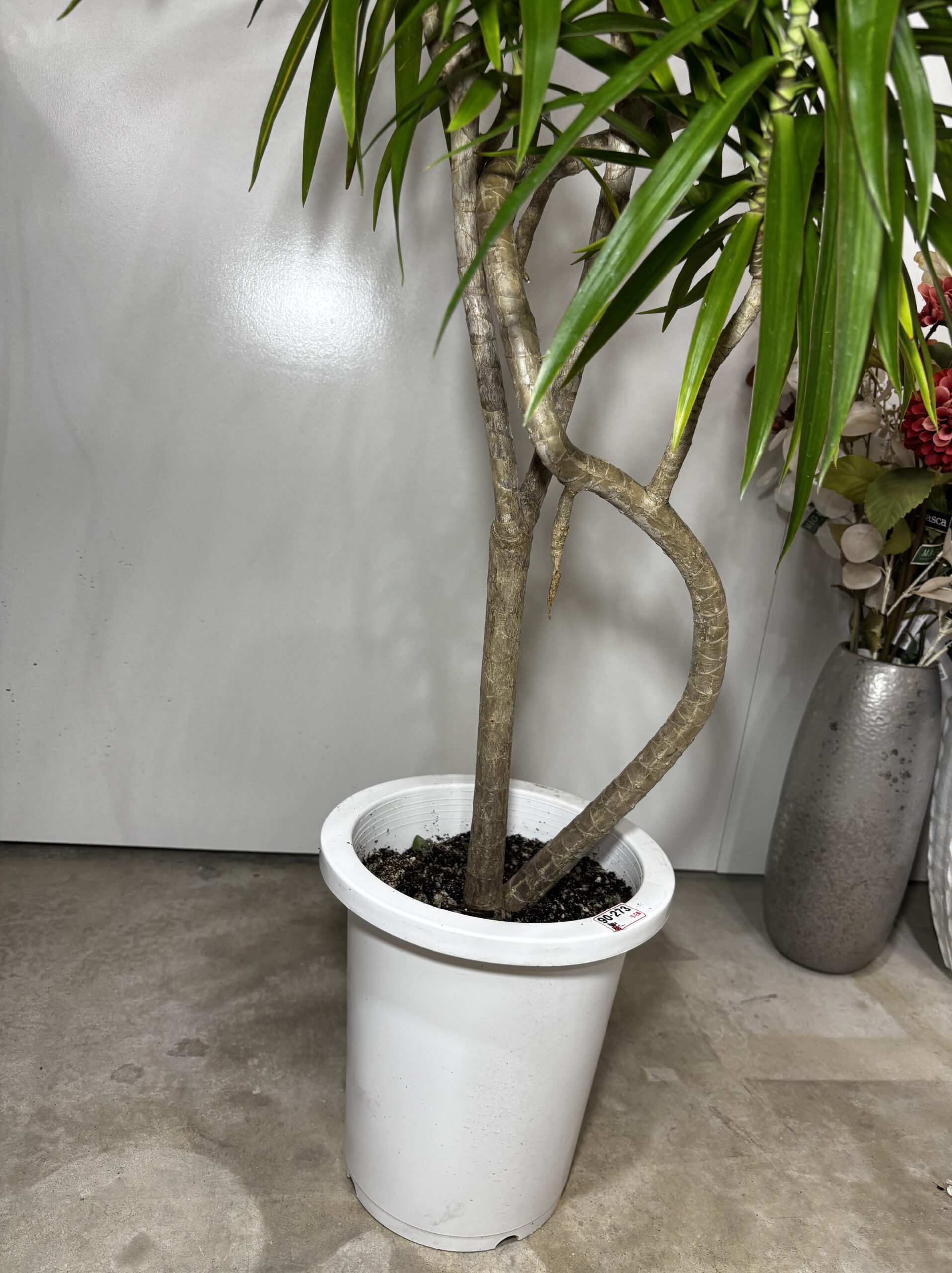 ドラセナ・ナビー 8号 - 画像 (4)