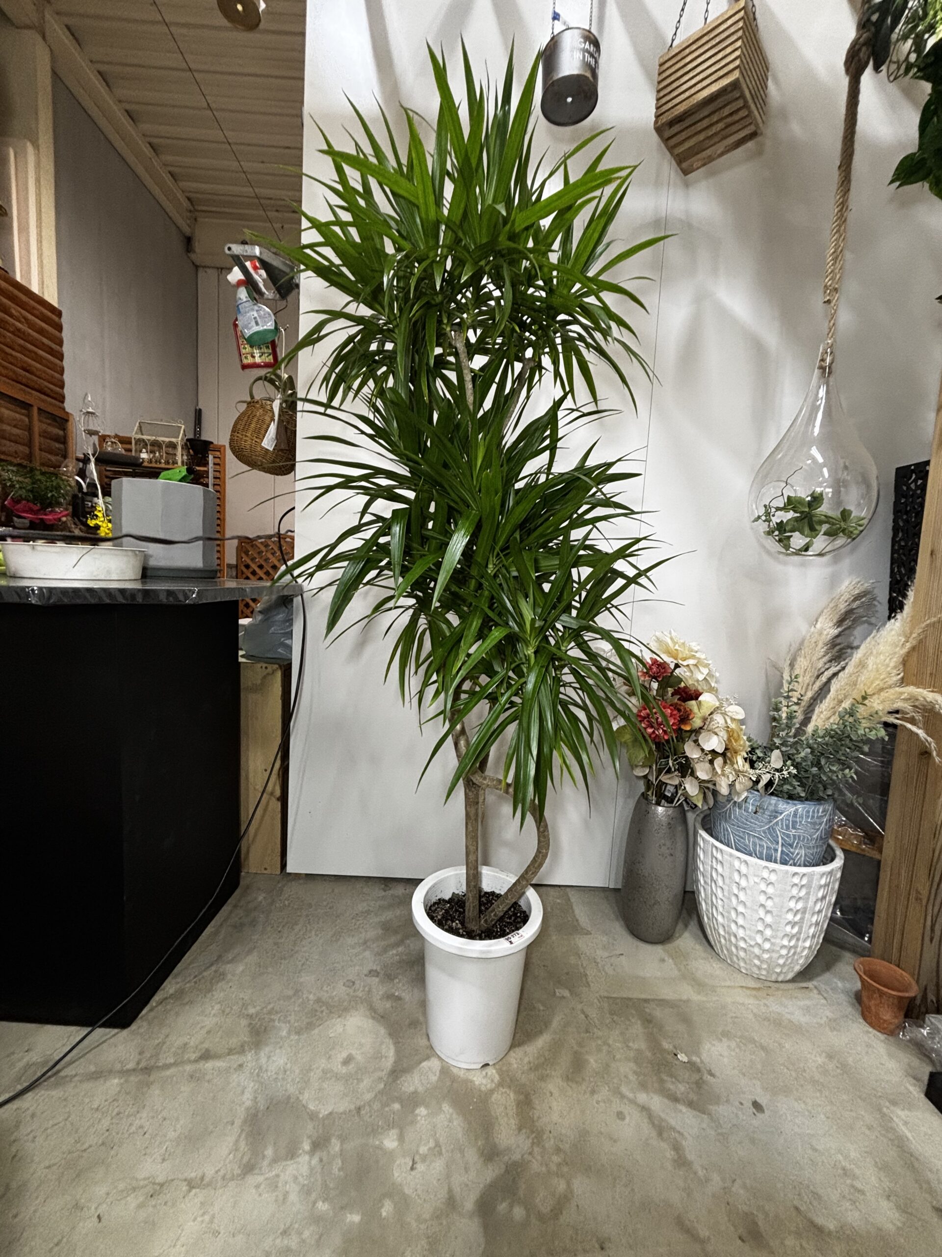 ドラセナ・ナビー 8号 - 画像 (5)