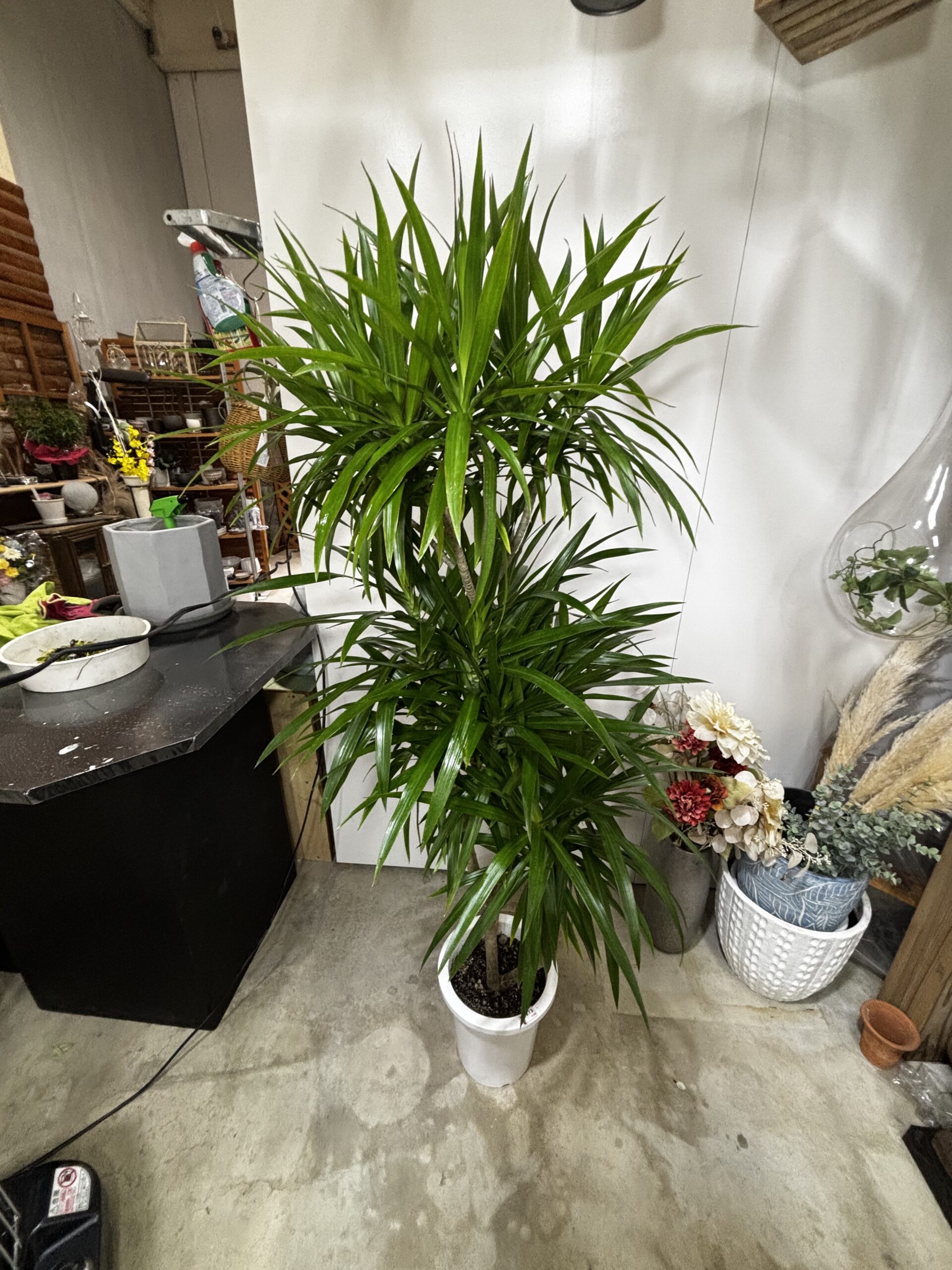 ドラセナ・ナビー 8号 - 画像 (6)