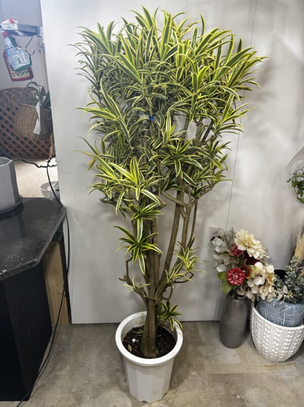 ドラセナ・ソング・オブ・インディオ 尺鉢 | Plants Shop Big Smile 通販