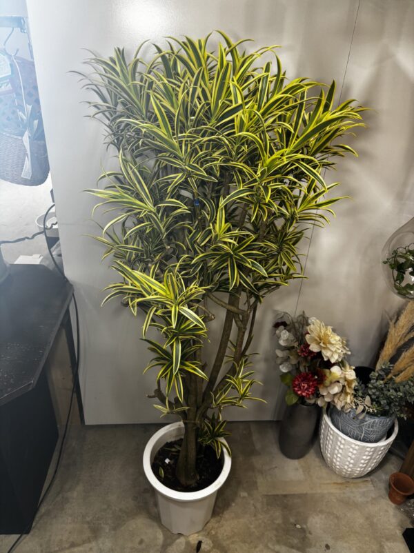 ドラセナ・ソング・オブ・インディオ 尺鉢 | Plants Shop Big Smile 通販