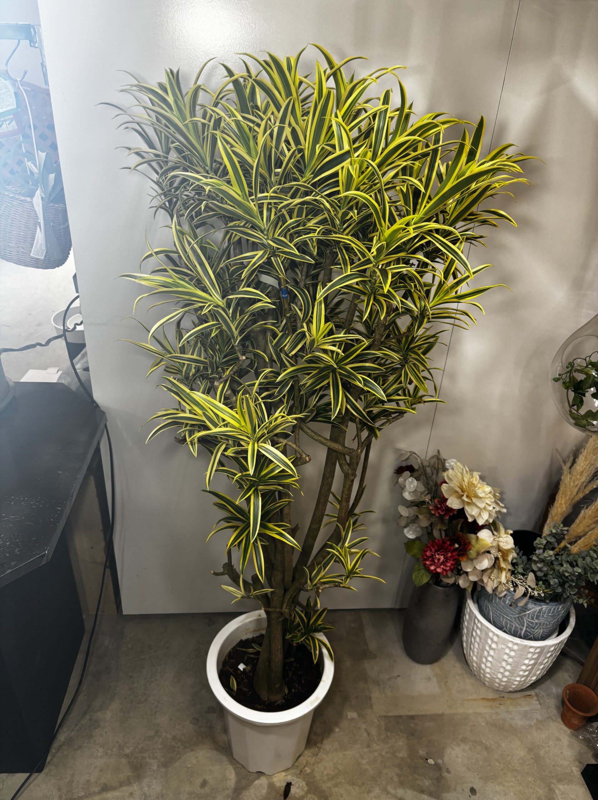 ドラセナ・ソング・オブ・インディオ 尺鉢 - 画像 (3)