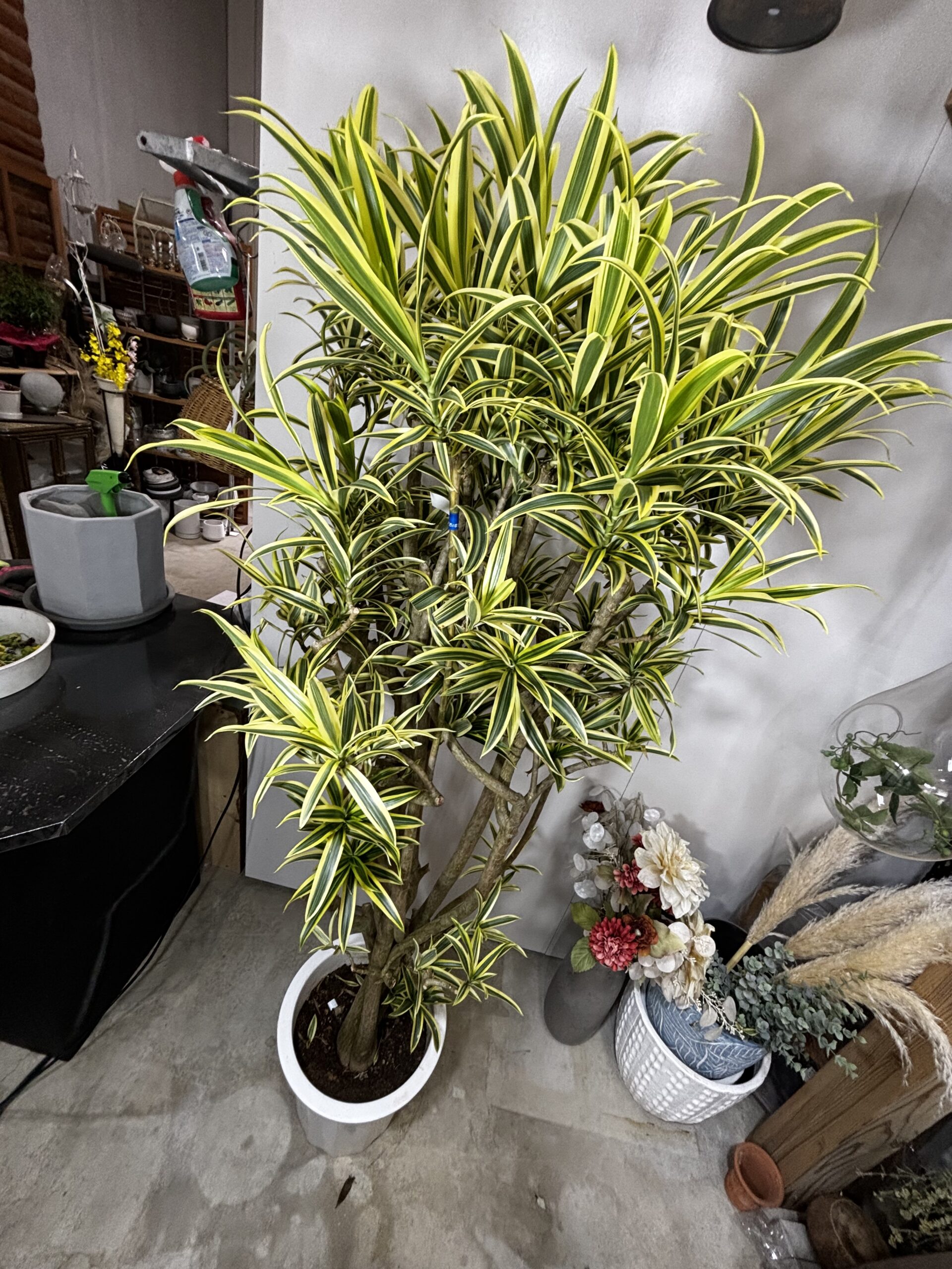 ドラセナ・ソング・オブ・インディオ 尺鉢 - 画像 (5)