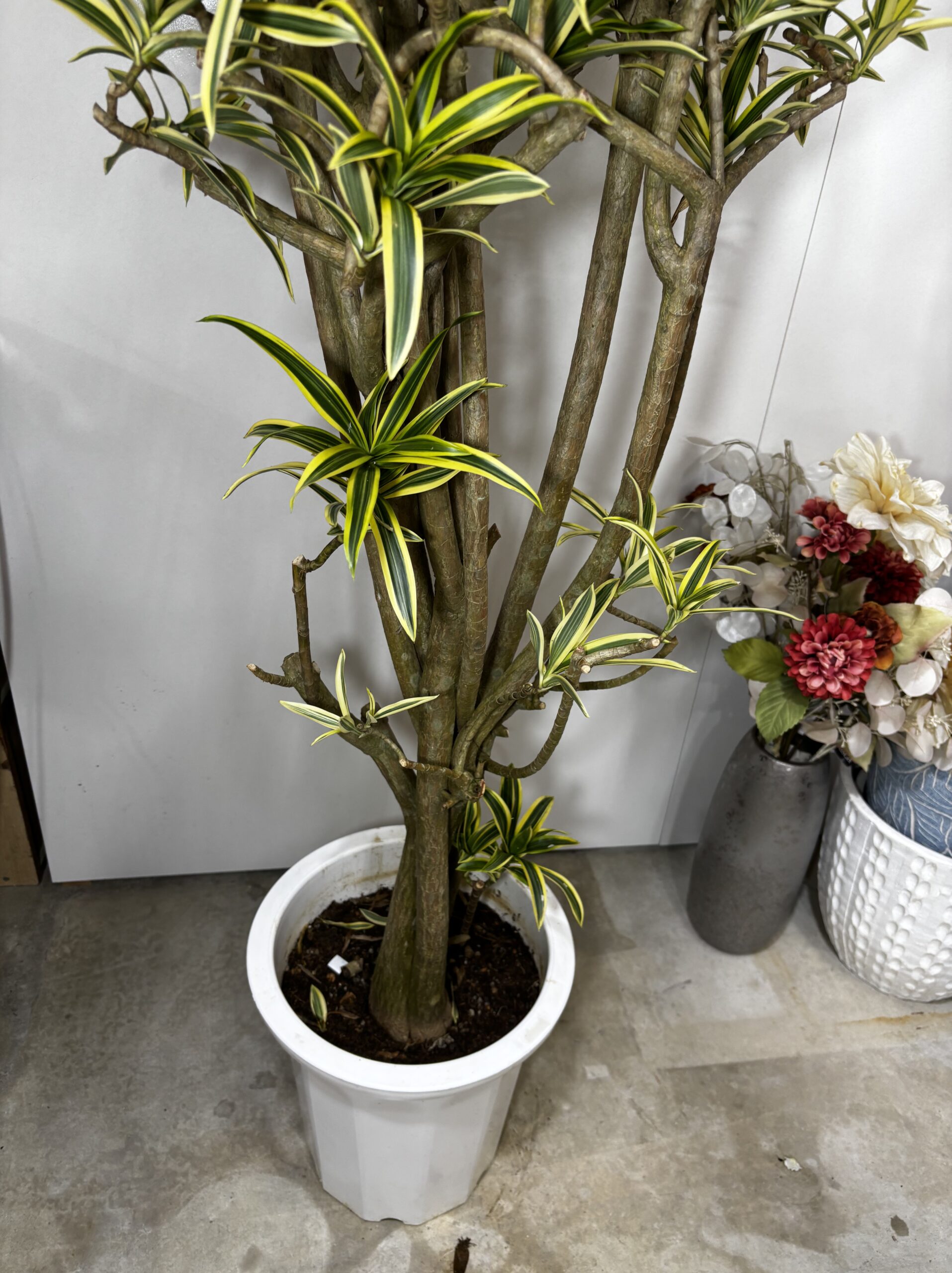 ドラセナ・ソング・オブ・インディオ 尺鉢 - 画像 (6)