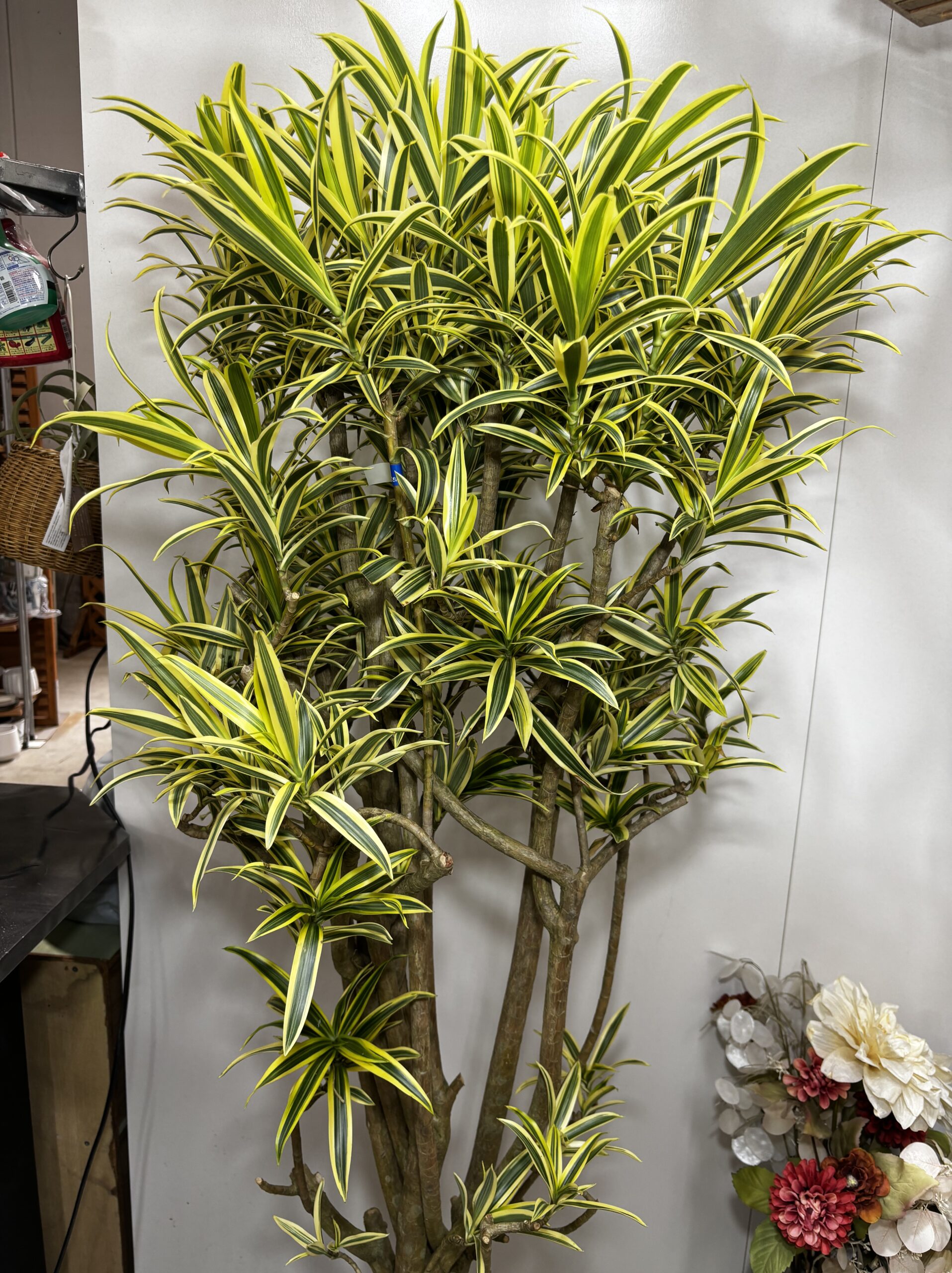 ドラセナ・ソング・オブ・インディオ 尺鉢 - 画像 (7)