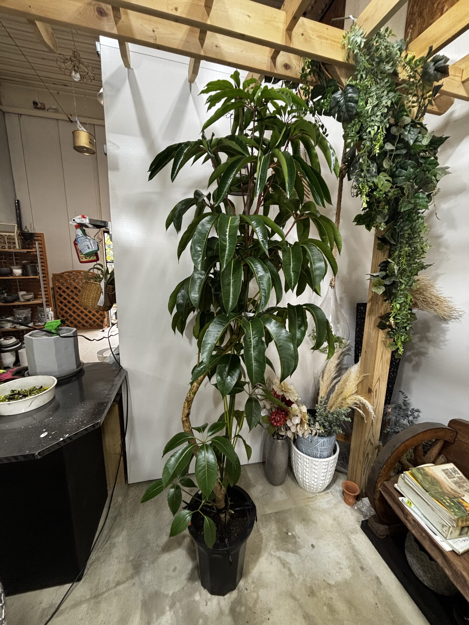 チュピタンサス 曲がり - 画像 (5)