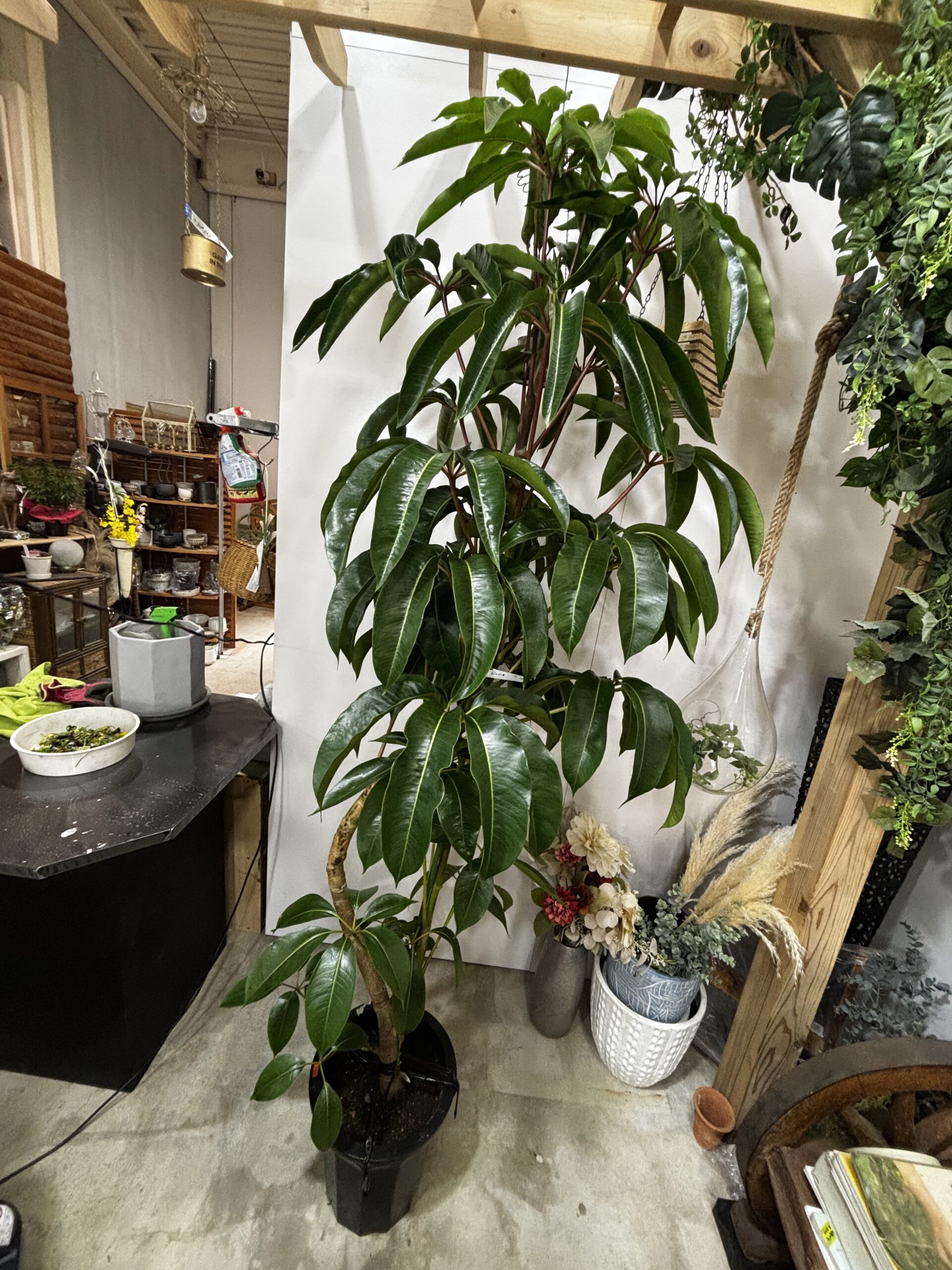 チュピタンサス 曲がり - 画像 (6)