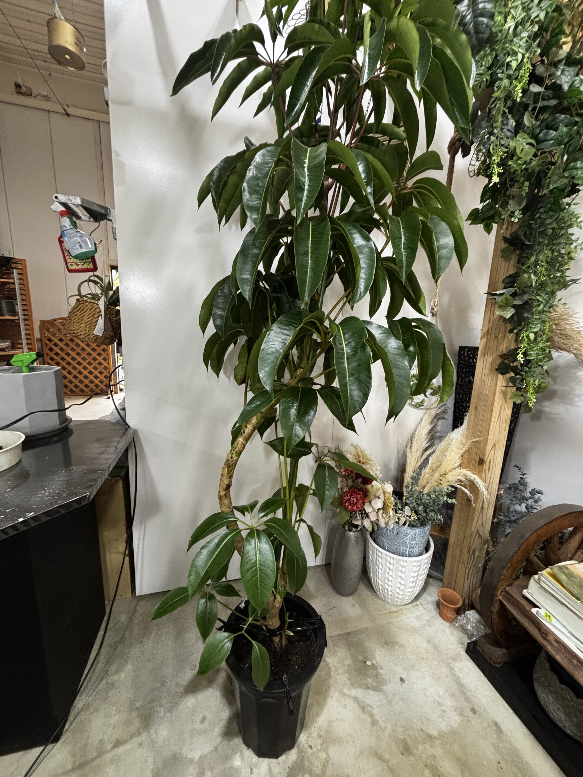 チュピタンサス 曲がり - 画像 (4)