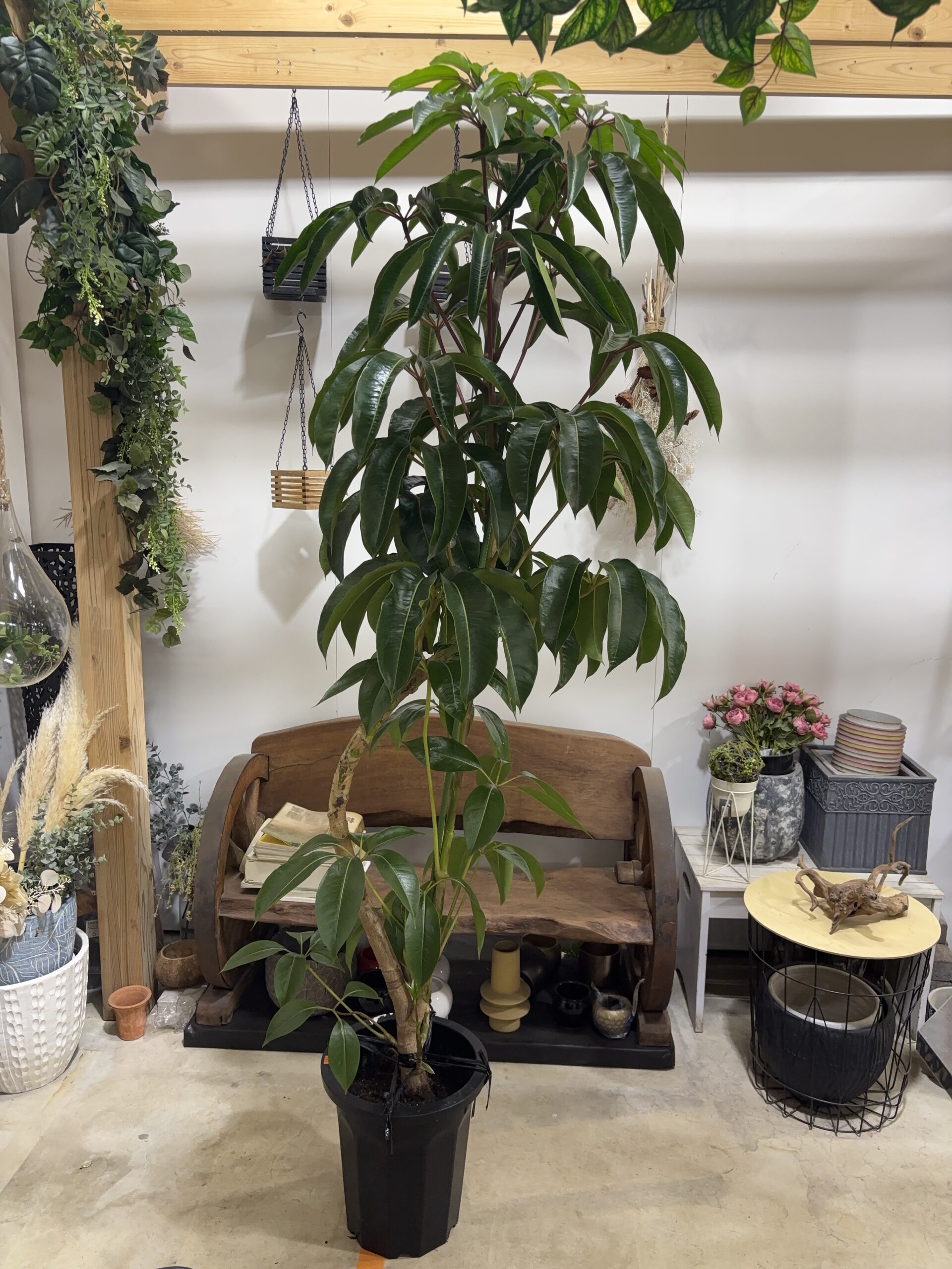 チュピタンサス 曲がり - 画像 (7)