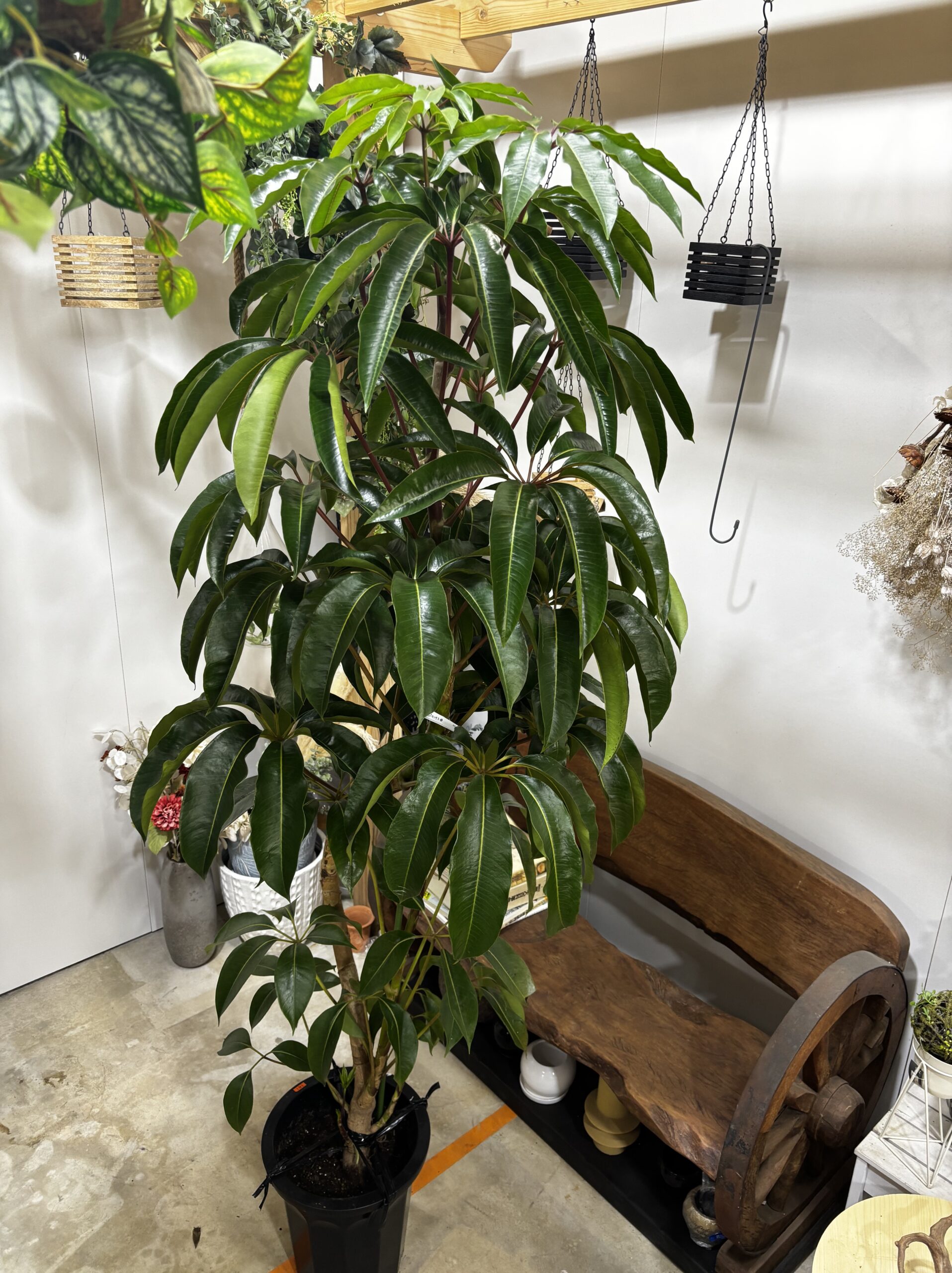 チュピタンサス 曲がり - 画像 (8)