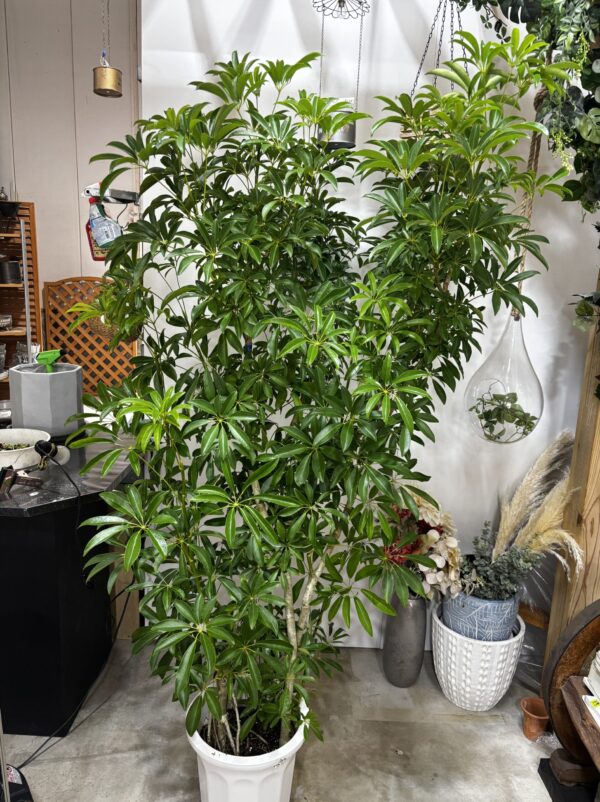 シェフレラ 尺鉢 | Plants Shop Big Smile 通販