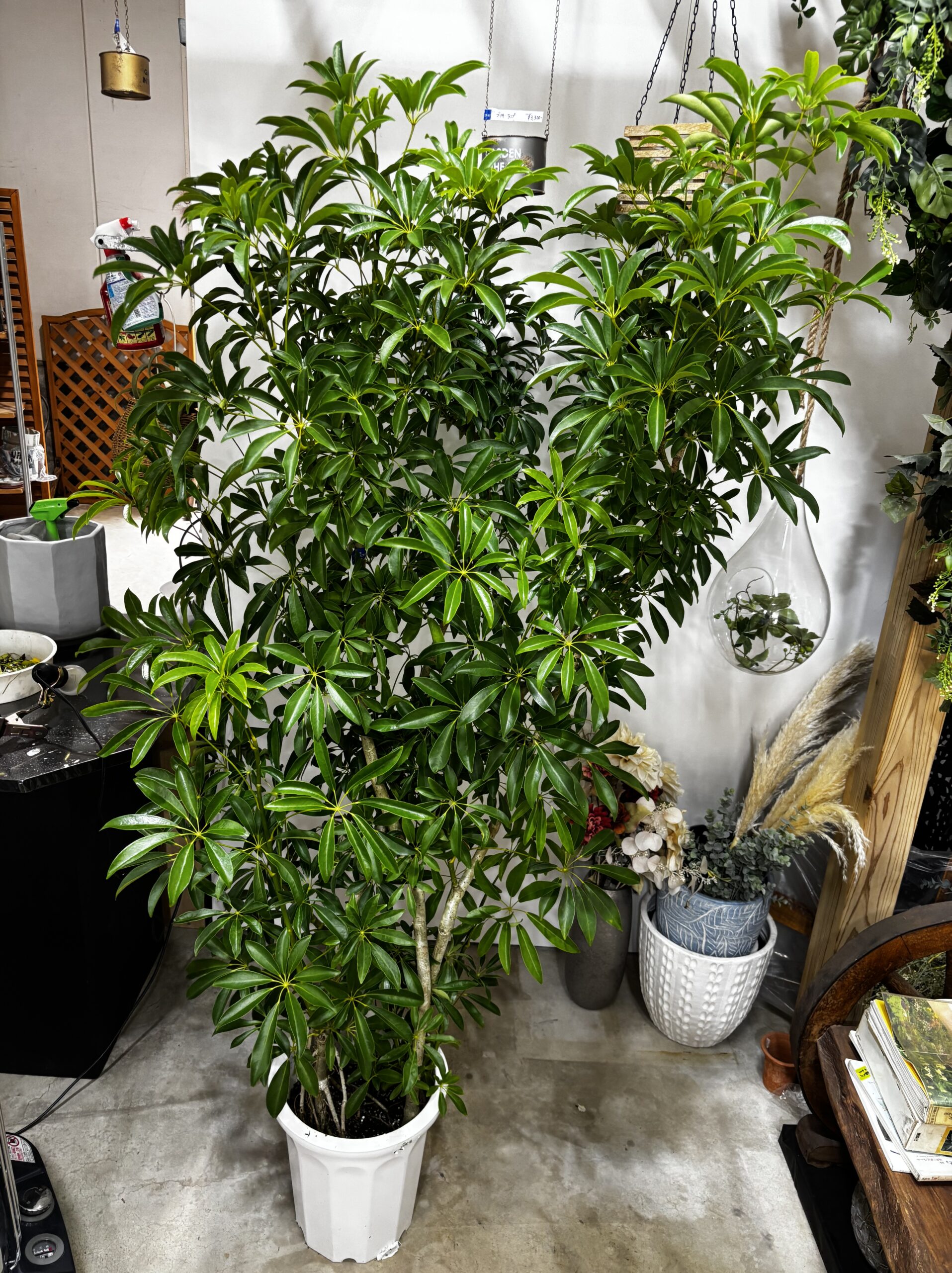 シェフレラ　尺鉢 - 画像 (2)