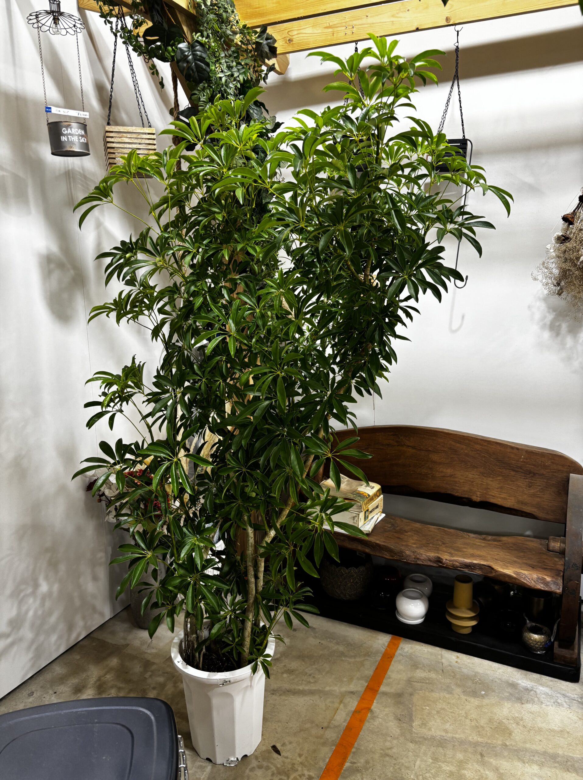 シェフレラ　尺鉢 - 画像 (7)