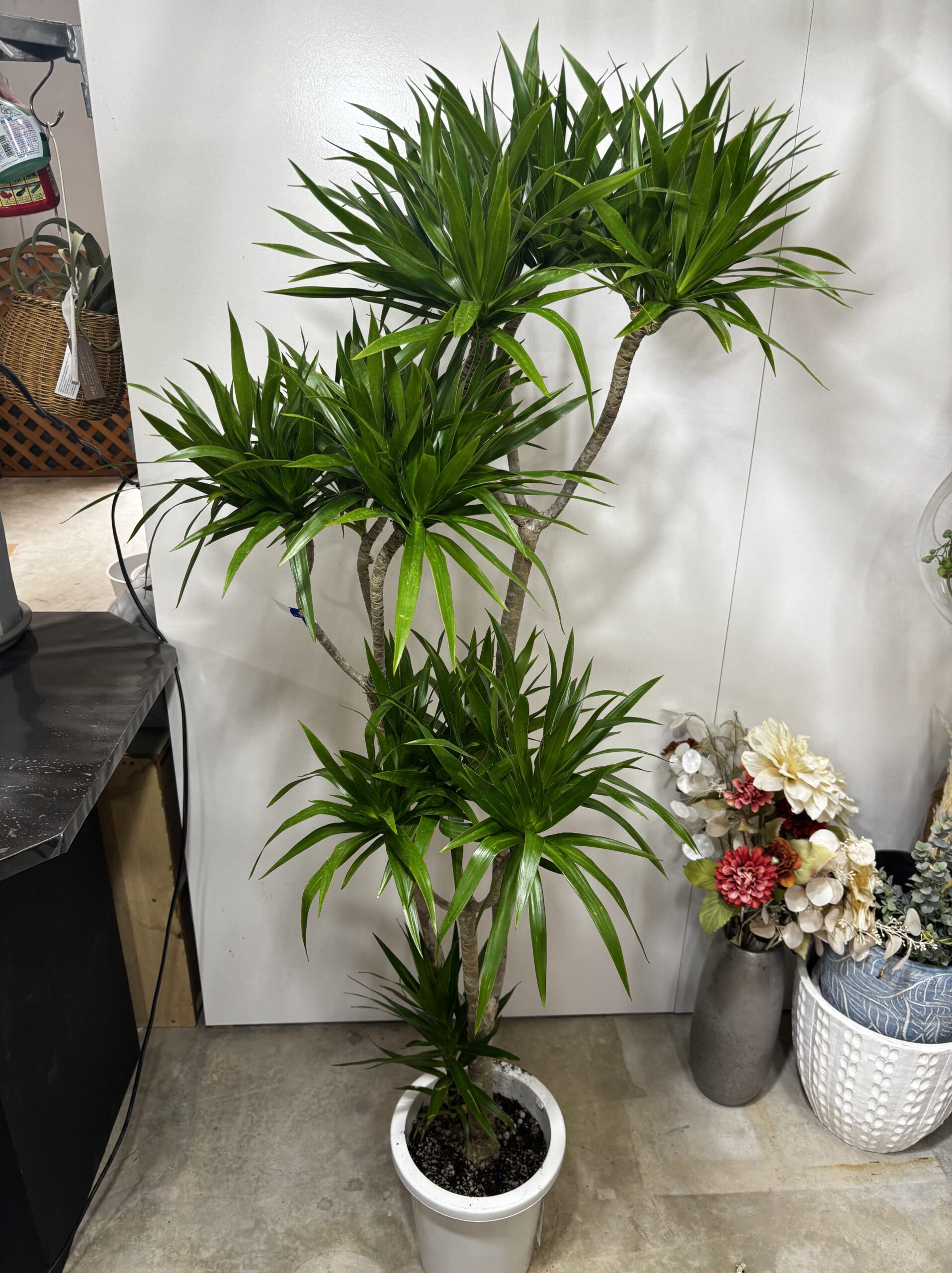 ドラセナ・ナビー 8号 - 画像 (7)