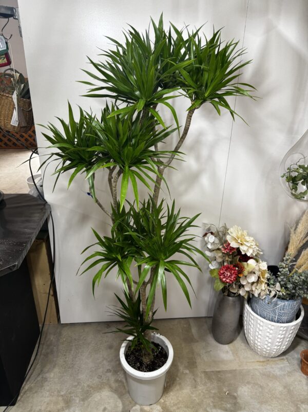 ドラセナ・ナビー 8号/9号 | Plants Shop Big Smile 通販