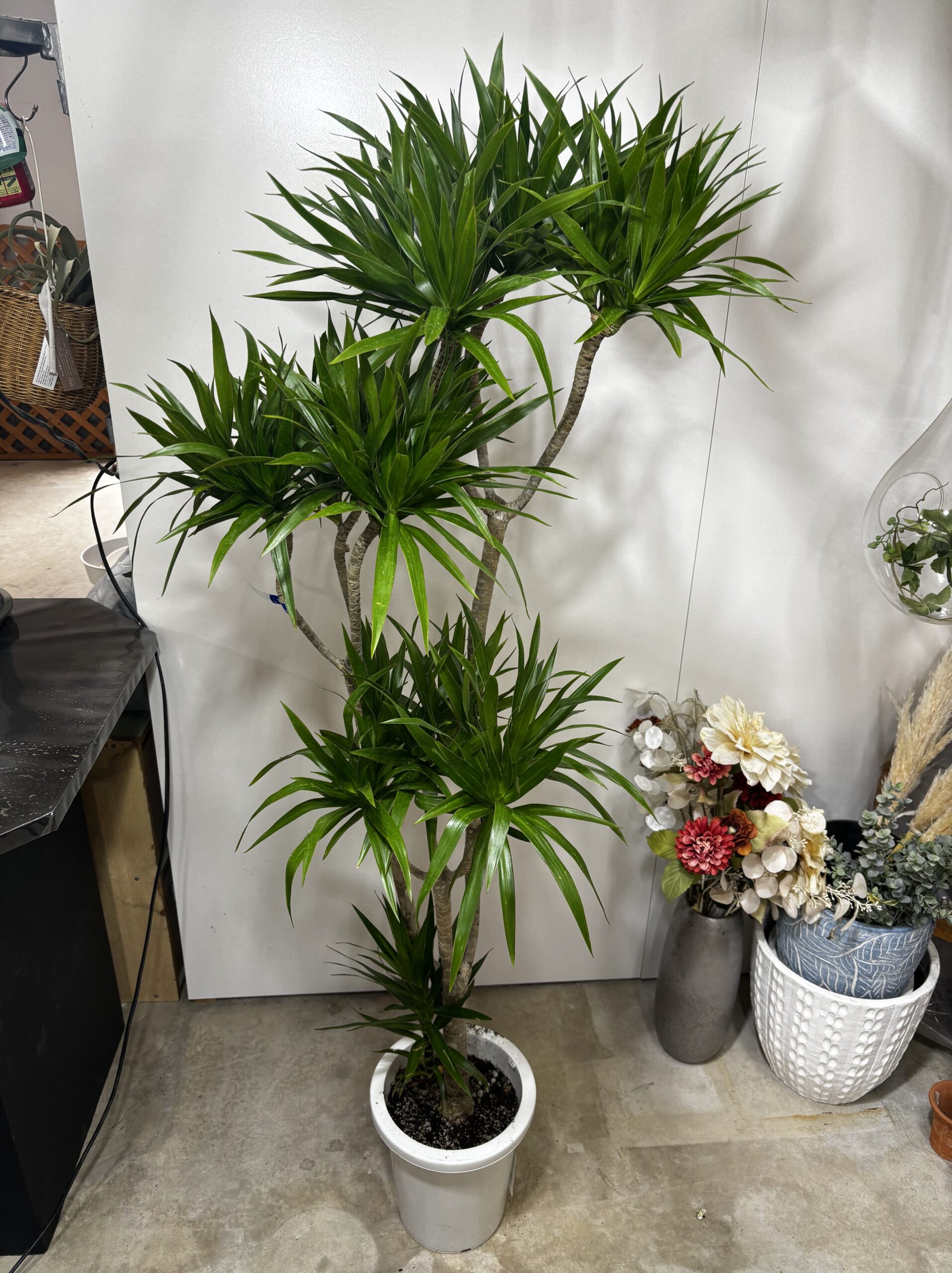 ドラセナ・ナビー 8号 - 画像 (8)