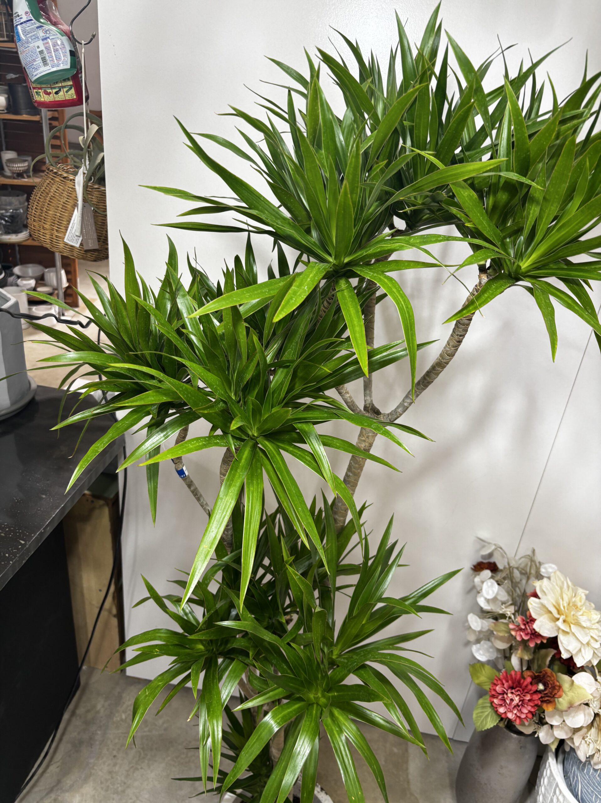 ドラセナ・ナビー 8号 - 画像 (9)