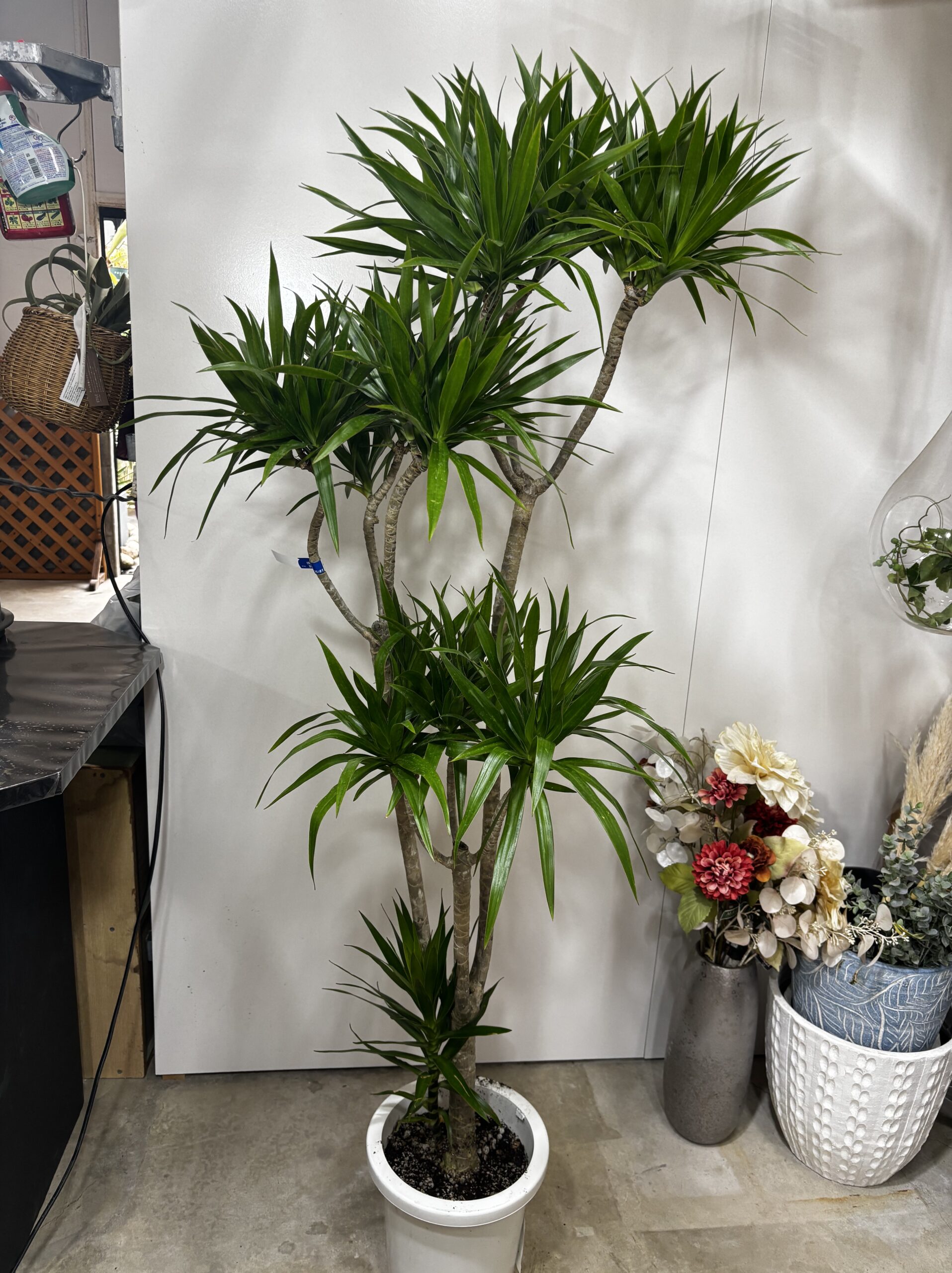 ドラセナ・ナビー 8号 - 画像 (10)